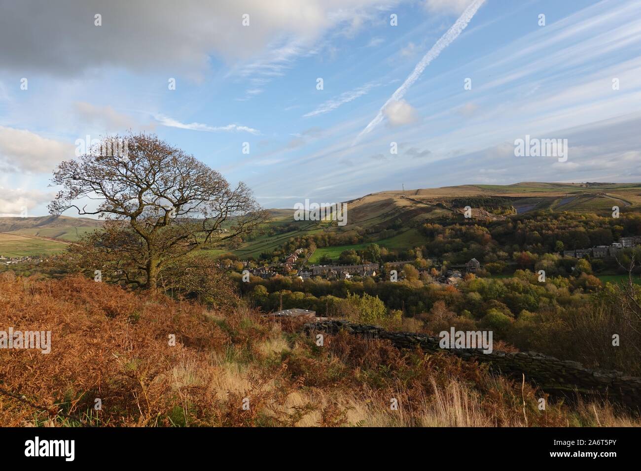 Verliert seine blätter Fotos und Bildmaterial in hoher Auflösung Alamy