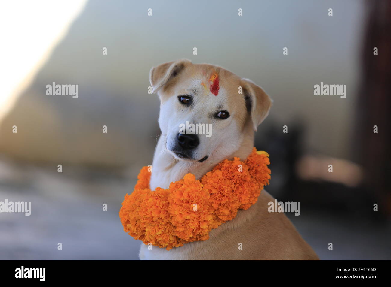 Kukur Tihar (Hund Festival) feiern in Kathmandu während des Tihar Festival im 27. Okt. 2019. Stockfoto