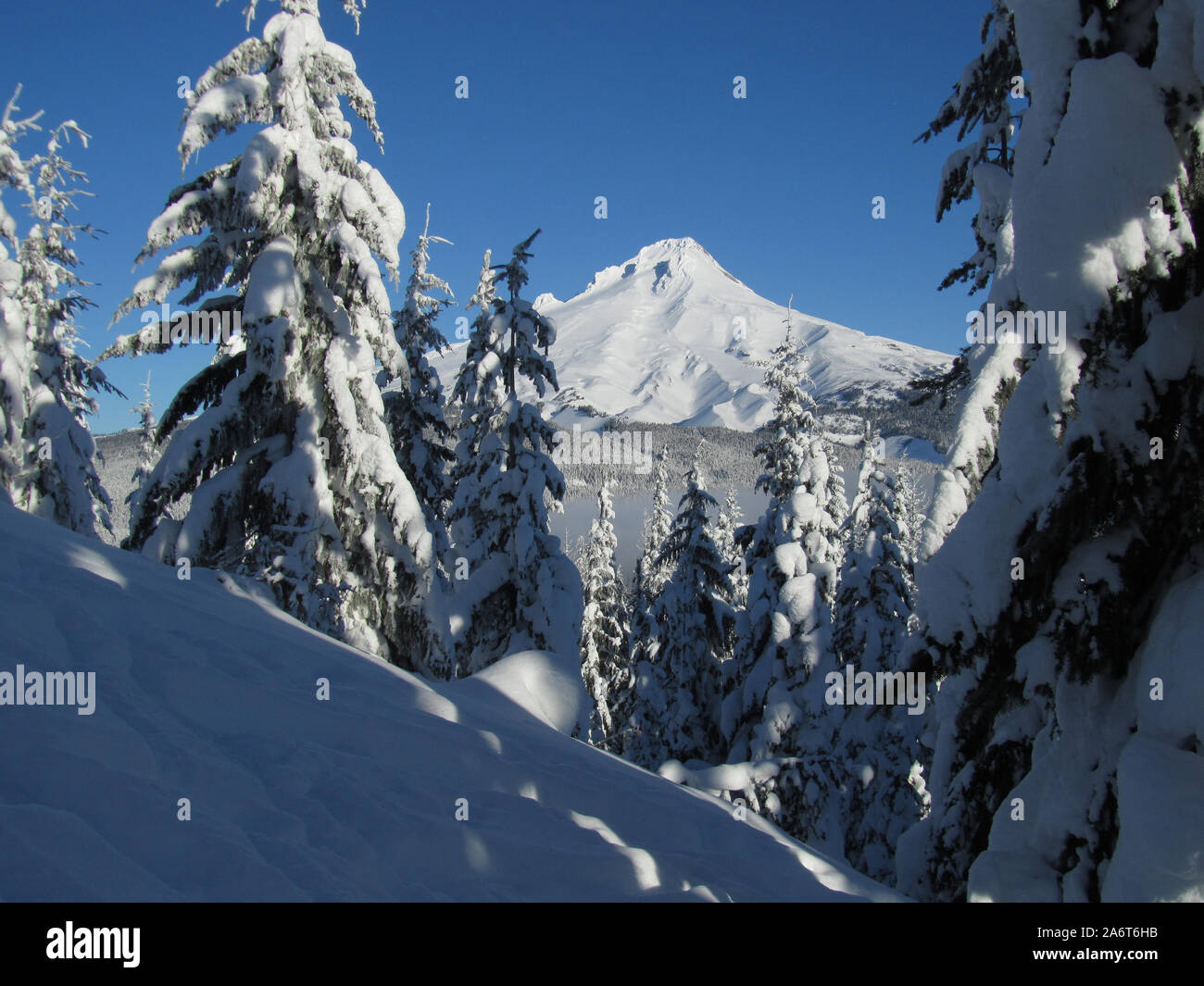 Ein Blick durch einige schneebedeckte Bäume zu einem schneebedeckten Mt. Haube. Auf dem Weg zum Gipfel des Ghost Ridge im Mt fotografiert. Hood National Fores Stockfoto