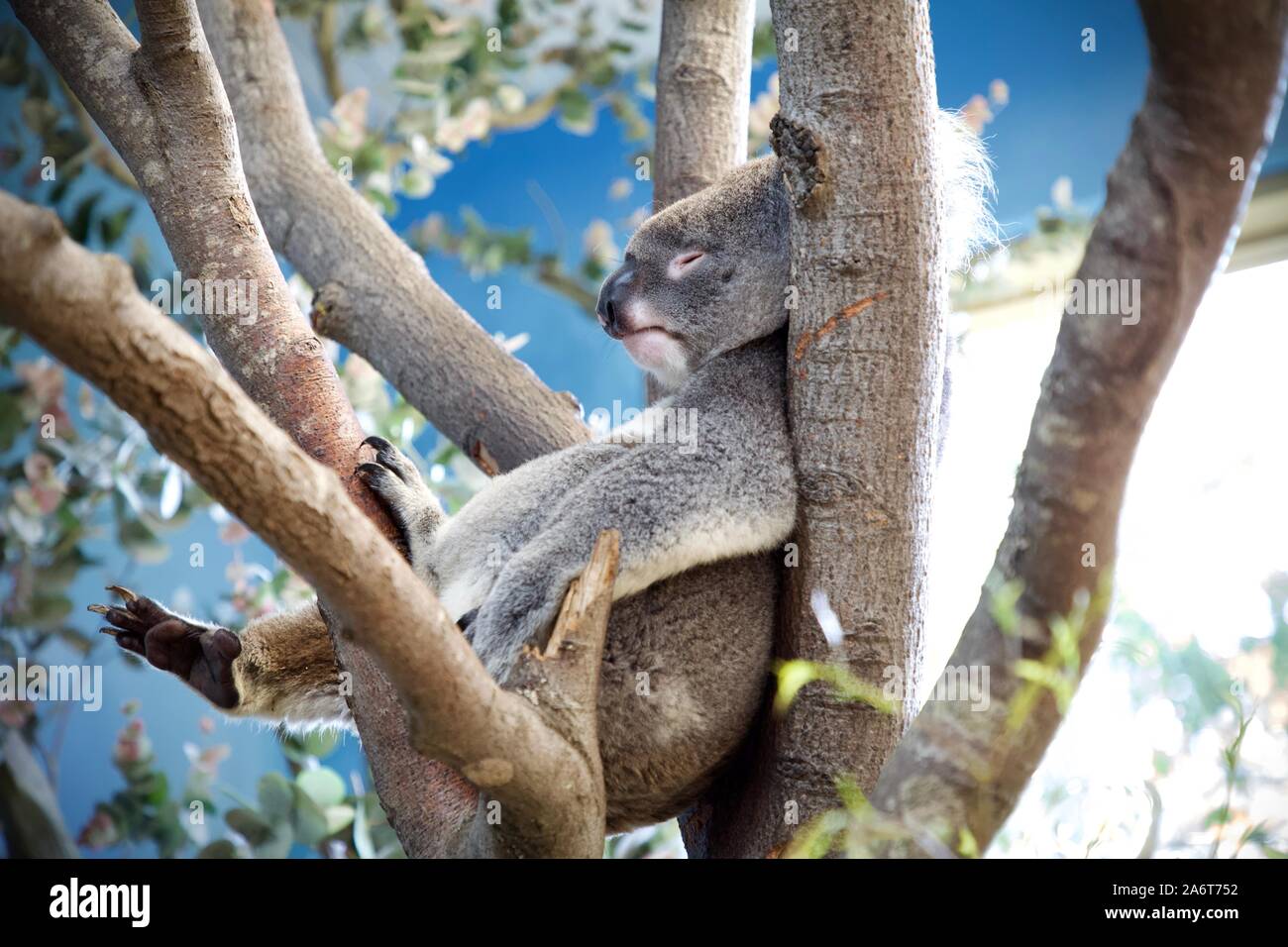 Koala im Baum Stockfoto