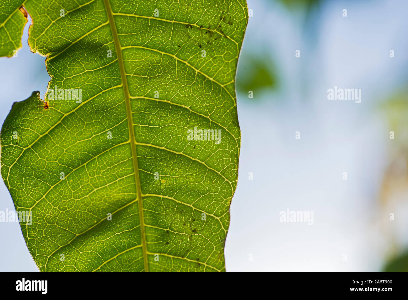 Abstrakte closeup Detail des Blattes Hintergrundbeleuchtung von Sun mit Adern im ländlichen Garten Stockfoto