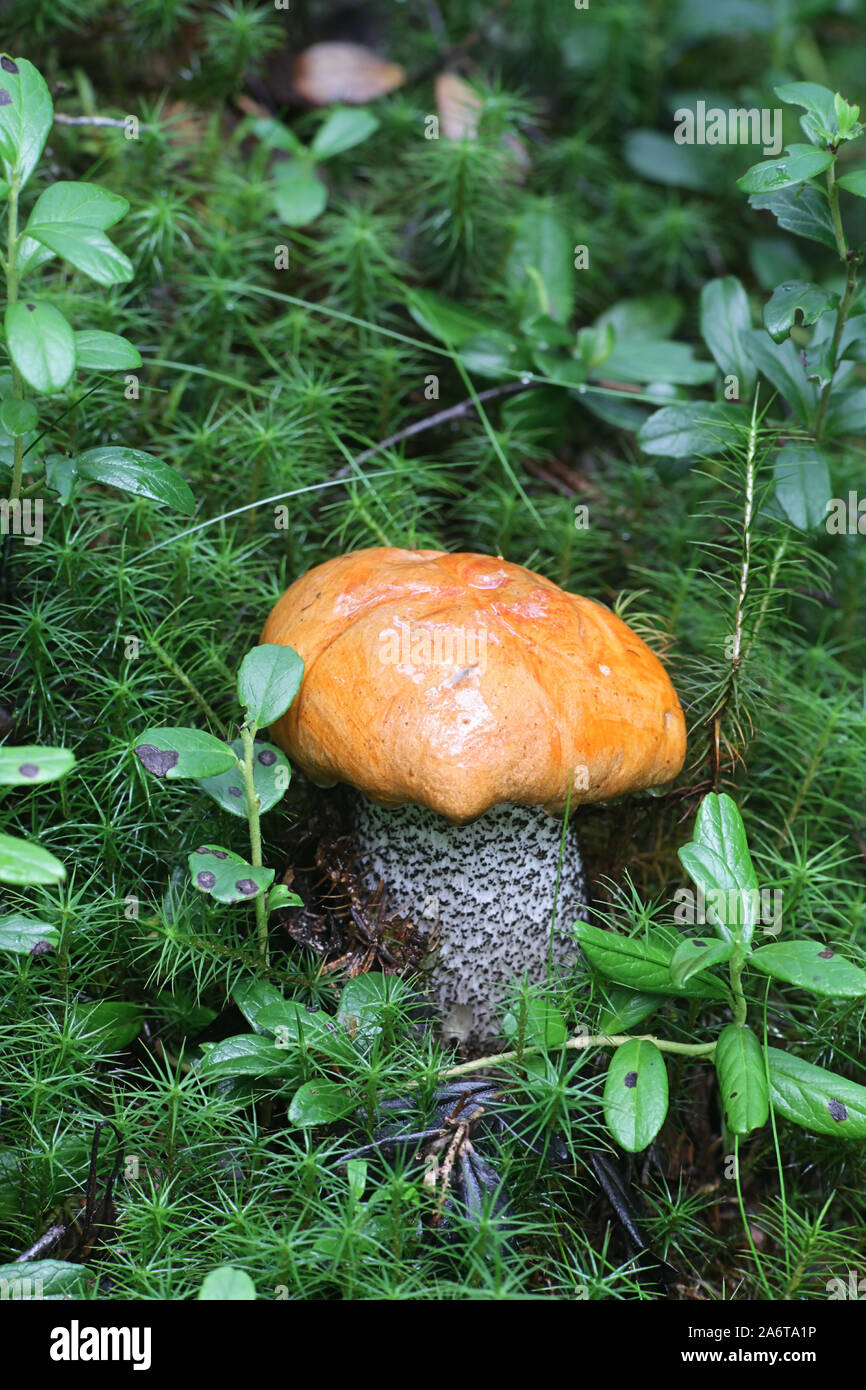 Leccinum versipelle, bekannt als der orange Birke bolete, essbare wild mushroom aus Finnland Stockfoto