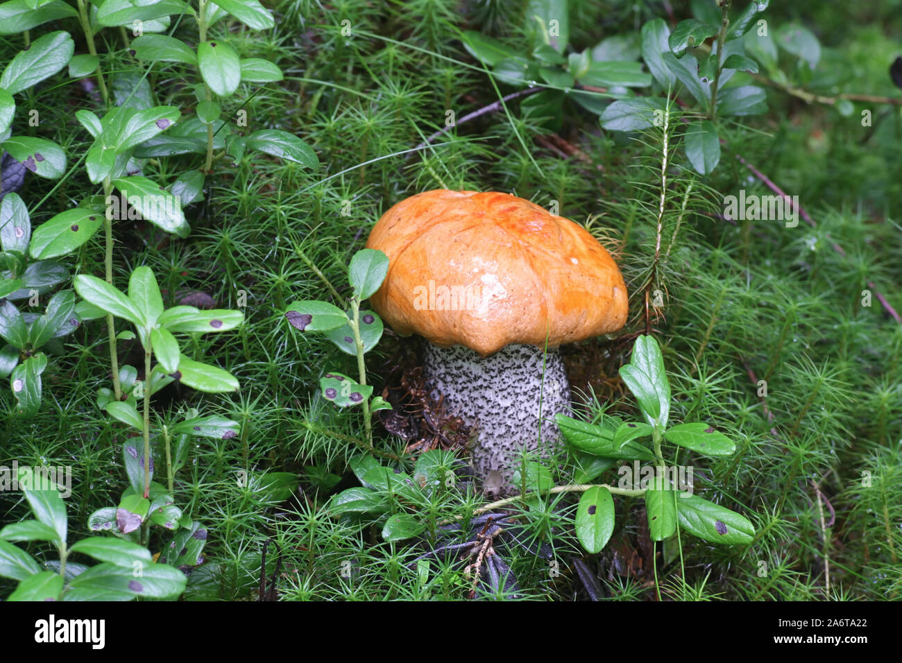 Leccinum versipelle, bekannt als der orange Birke bolete, essbare wild mushroom aus Finnland Stockfoto