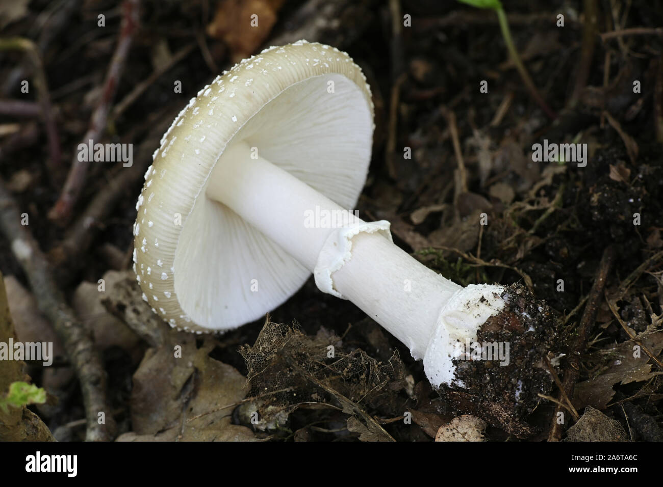 Amanita pantherina, wie der Panther Cap und falsche Blusher, eine giftige Pilze aus Finnland bekannt Stockfoto