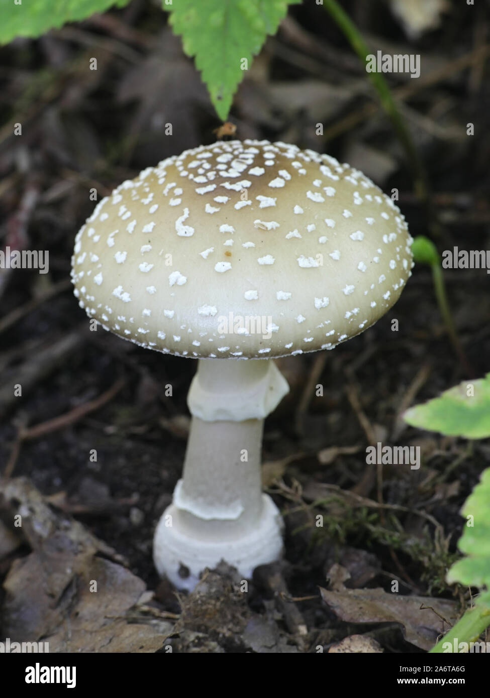 Amanita pantherina, wie der Panther Cap und falsche Blusher, eine giftige Pilze aus Finnland bekannt Stockfoto