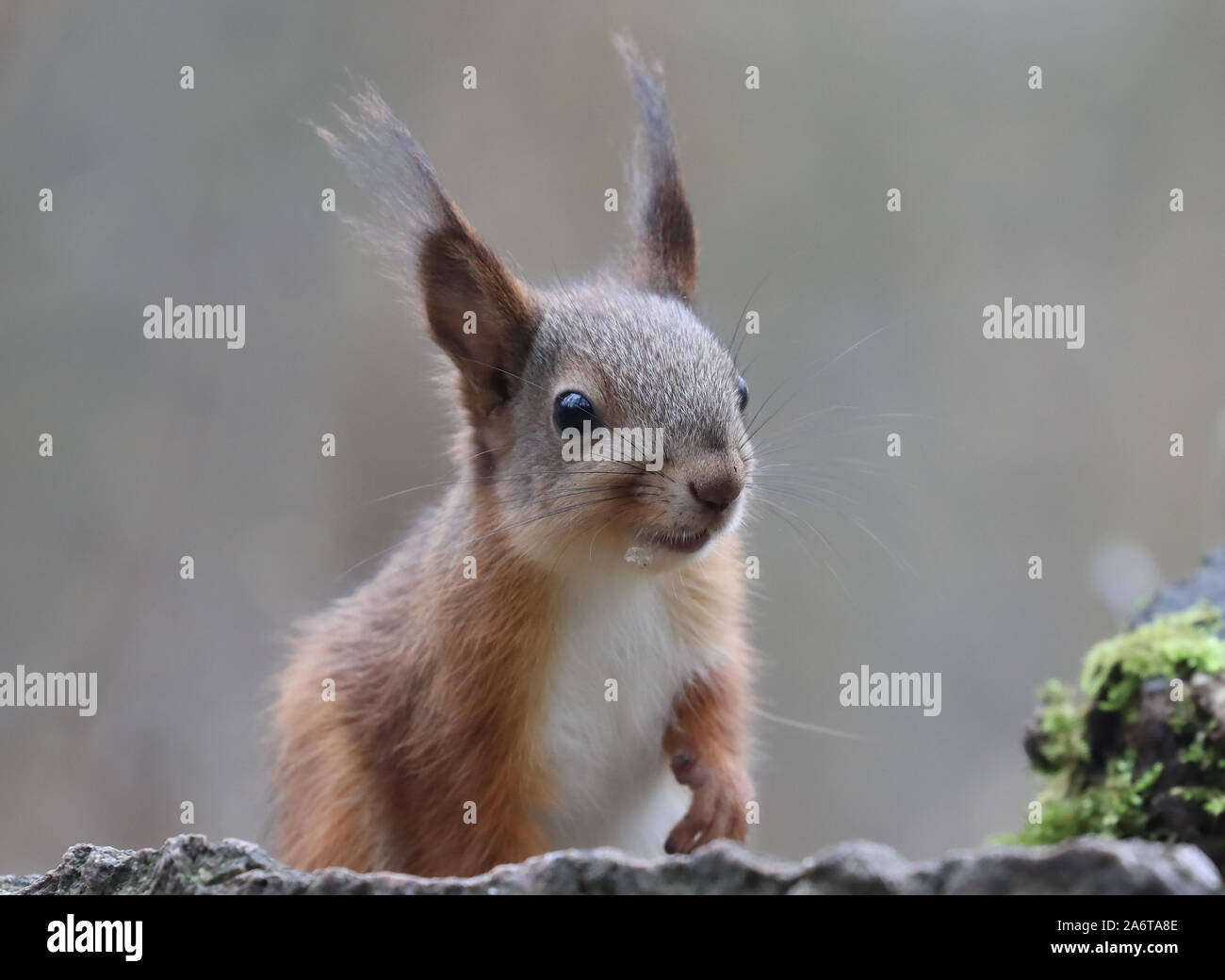 Europäische Eichhörnchen Stockfoto