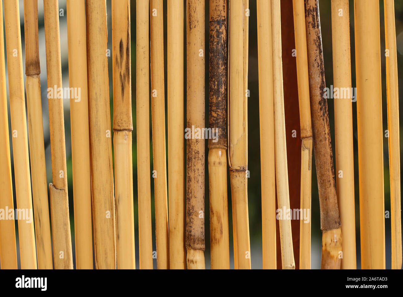 Sichtschutz für Garten, Balkon und Terrasse aus Bambus gelb Dry Stick Stroh  als abstrakte Textur Hintergrund Stockfotografie - Alamy
