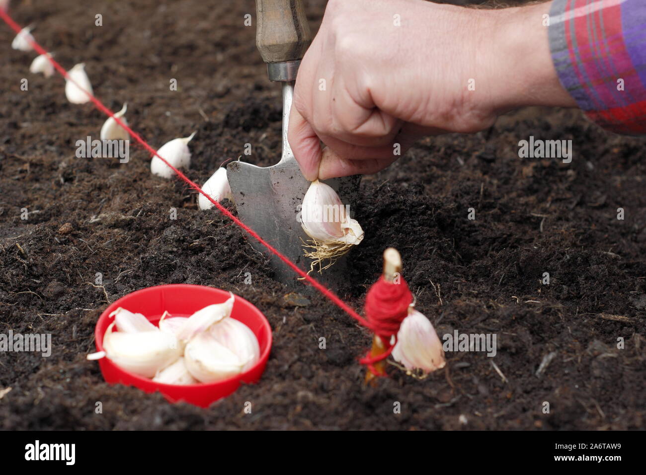 Allium sativum var. ophioscorodon "Lautrec Wight'. Aussaat Nelken von "Lautrec Wight' hardneck Knoblauch in einem herbstlichen Garten. Großbritannien Stockfoto