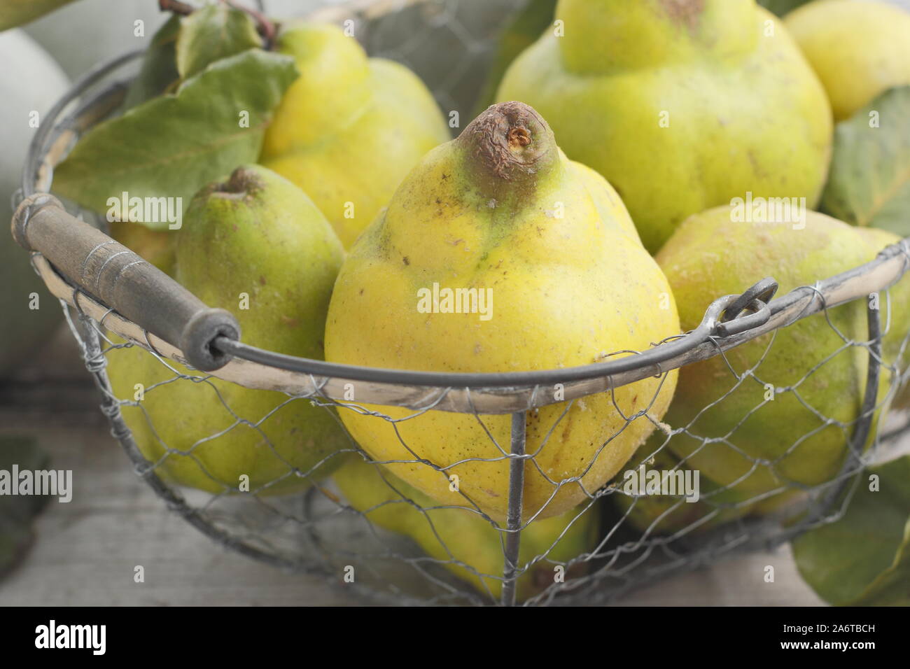 Cydonia oblonga 'Vranja'. Quitte Früchten in einem Drahtkorb für Gelee machen. Großbritannien Stockfoto