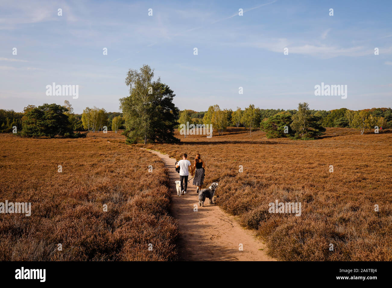Haltern am See, Münsterland, Nordrhein-Westfalen, Deutschland - Westruper Heide, ein junges Paar mit Hunden gehen Hand in Hand auf einem Pfad durch die h Stockfoto