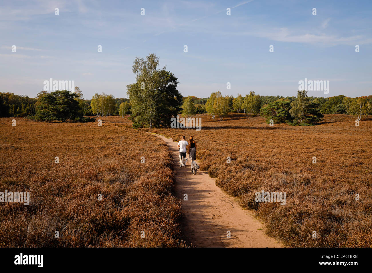 Haltern am See, Münsterland, Nordrhein-Westfalen, Deutschland - Westruper Heide, ein junges Paar mit Hunden gehen Hand in Hand auf einem Pfad durch die h Stockfoto