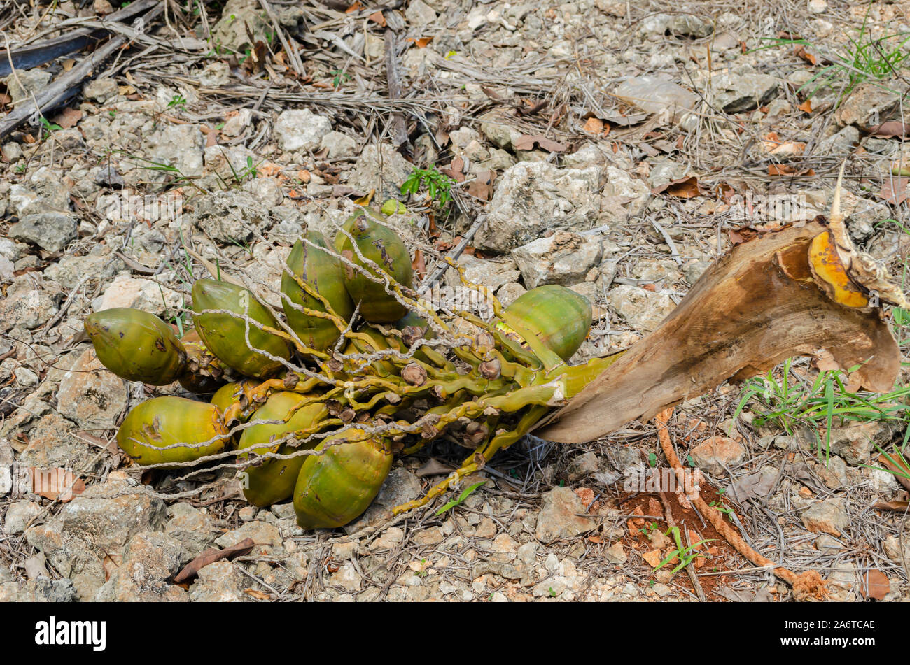 Kokosnuss von Dürre betroffen Stockfoto