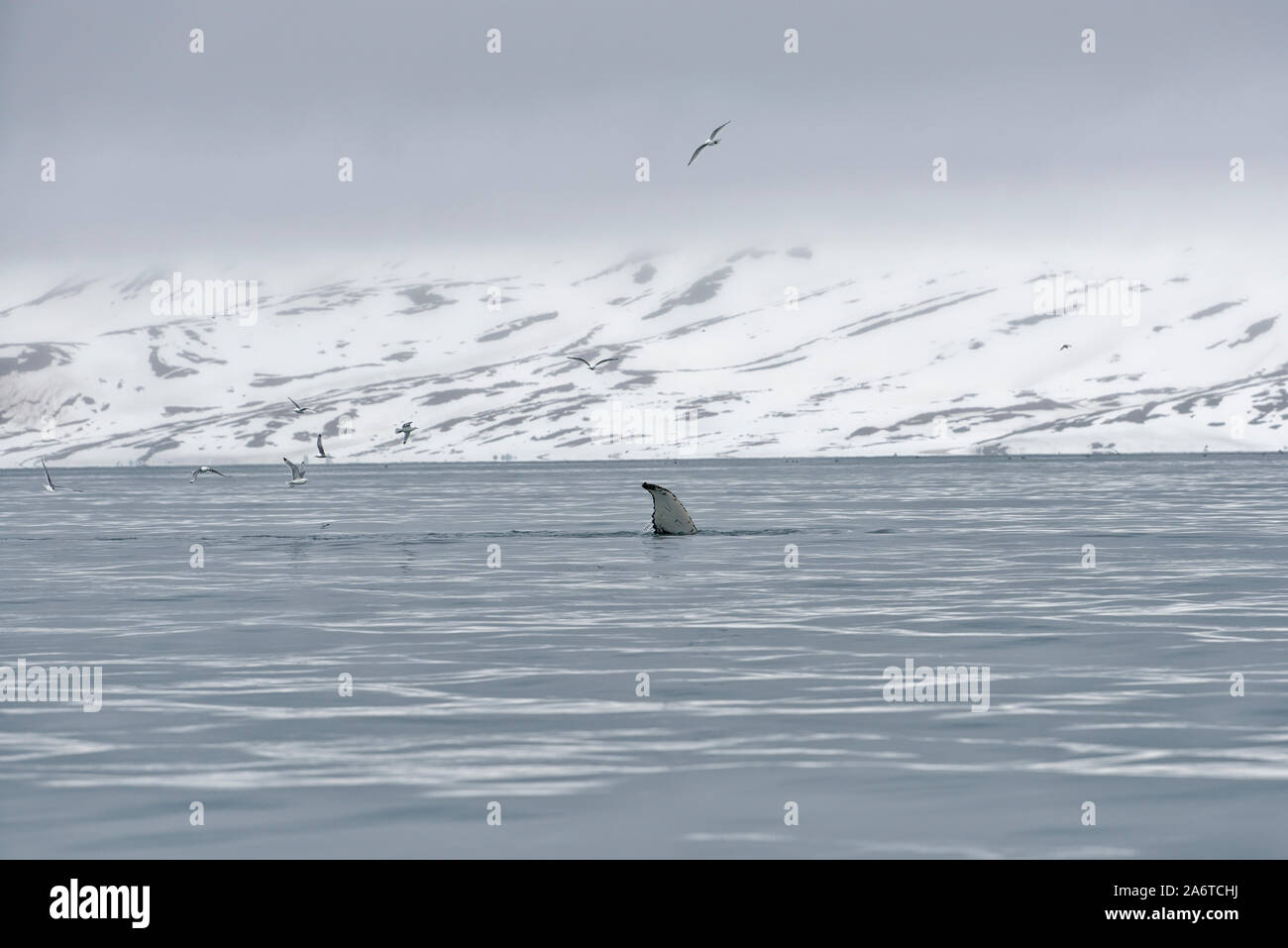 Der Blauwal (Balaenoptera musculus) in der Nähe der Küste von Spitzbergen, Svalbard, Norwegen Stockfoto