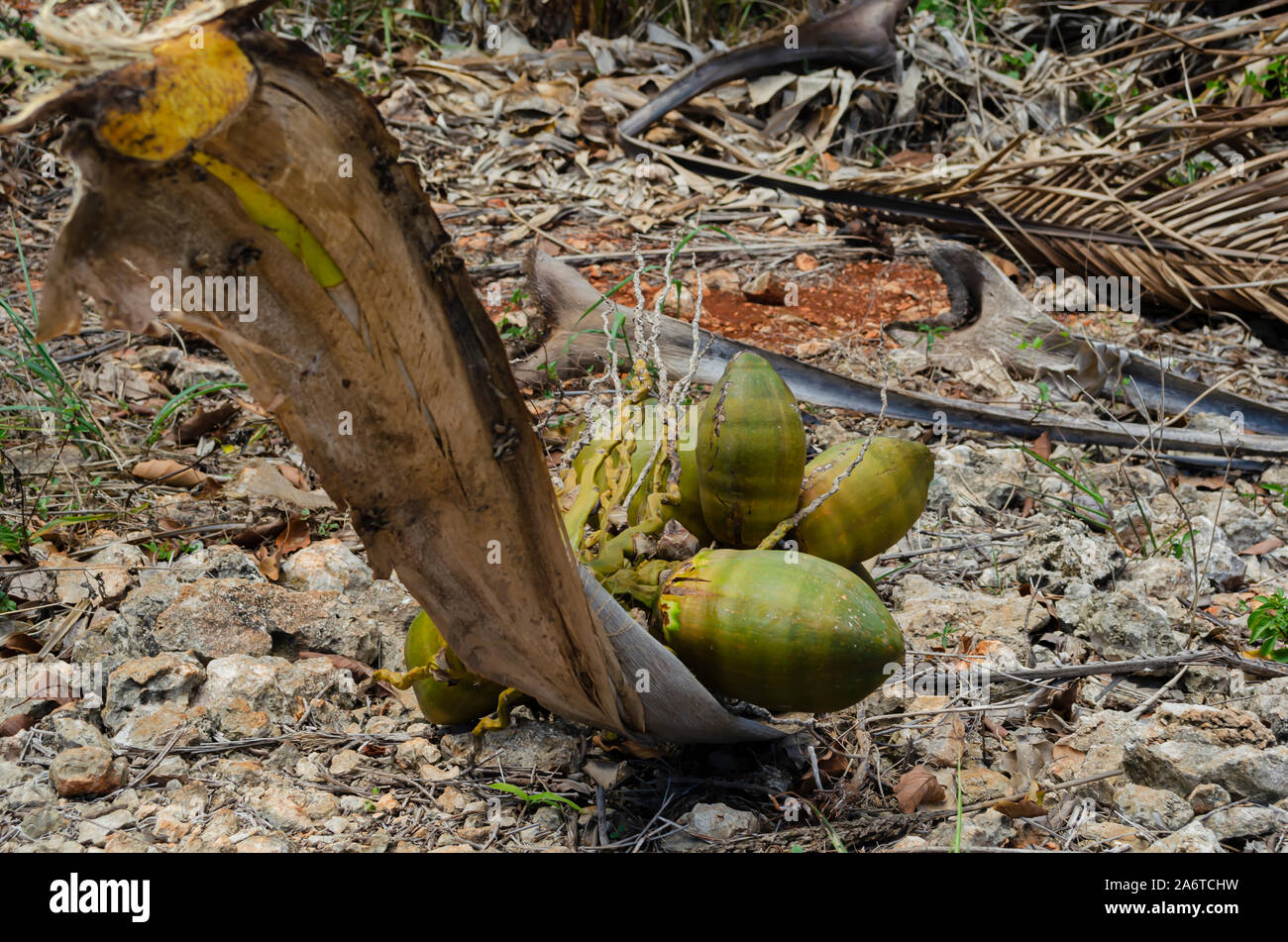 Auf der Suche nach dem Stamm einer Kokosnuss Bündel Stockfoto