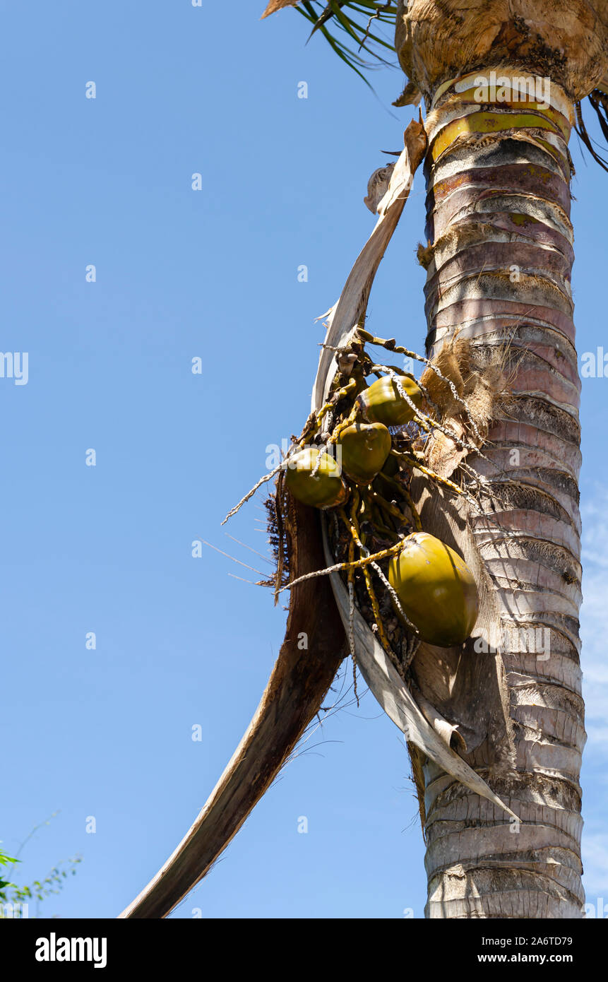 Kokosnüsse gegen den blauen Himmel Stockfoto