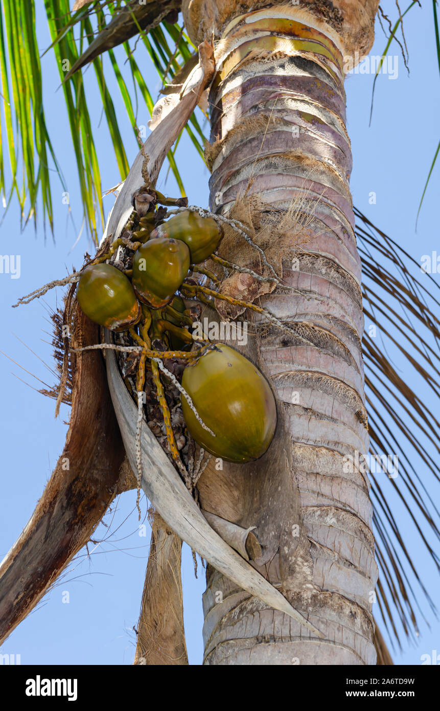 Unterstützt Coconut Bündel Stockfoto