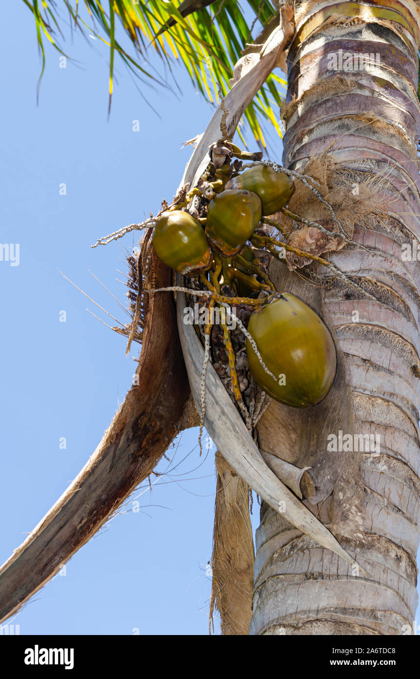 Kleine Kokosnüsse hängen Stockfoto