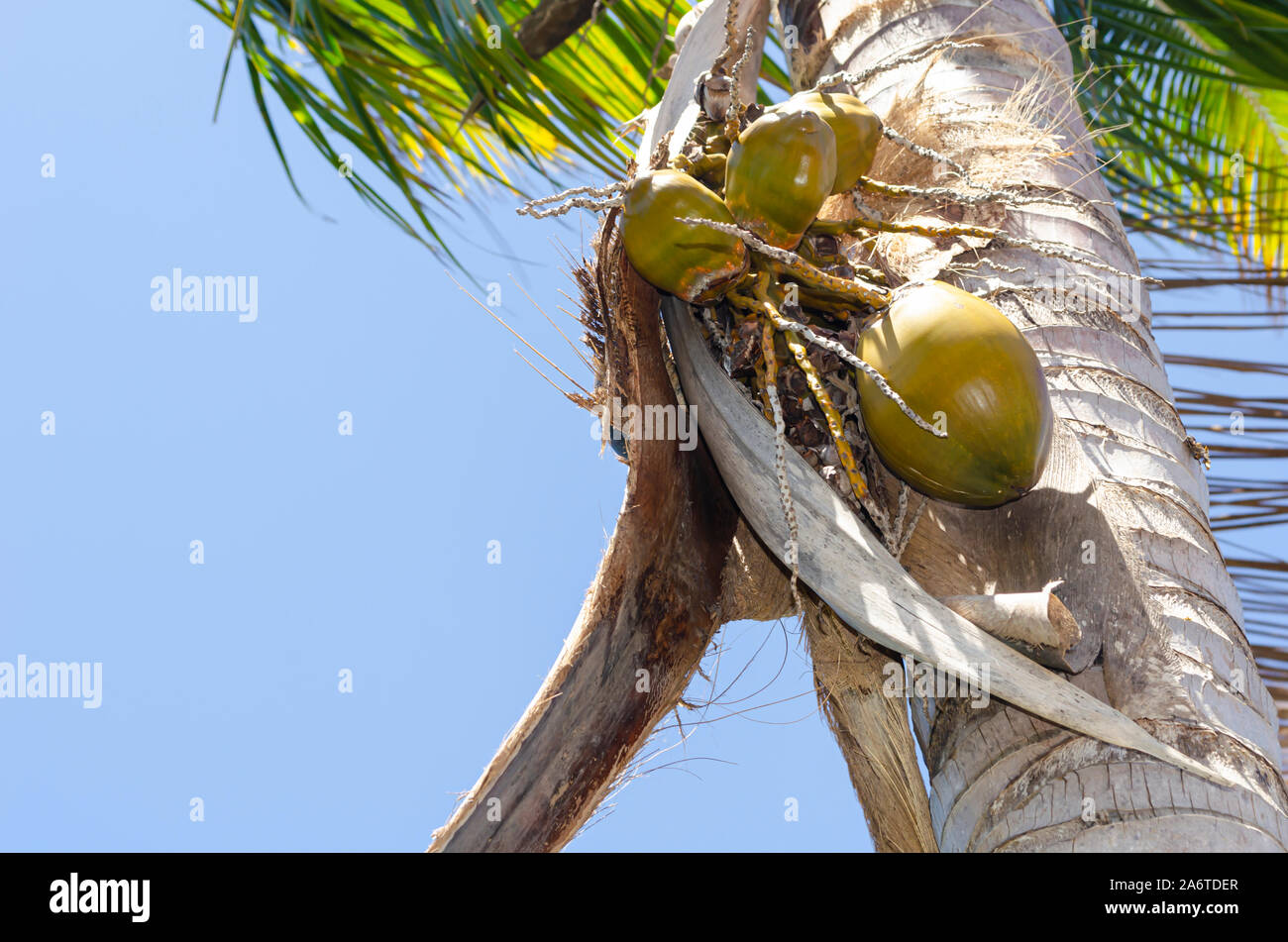 Herabfallende Kokosnuss Bündel unterstützt durch gefallene Blätter Stockfoto
