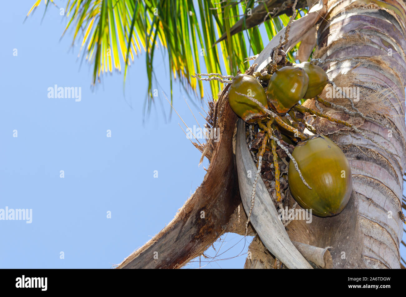 Coconut hängen von Palm Tree Stockfoto