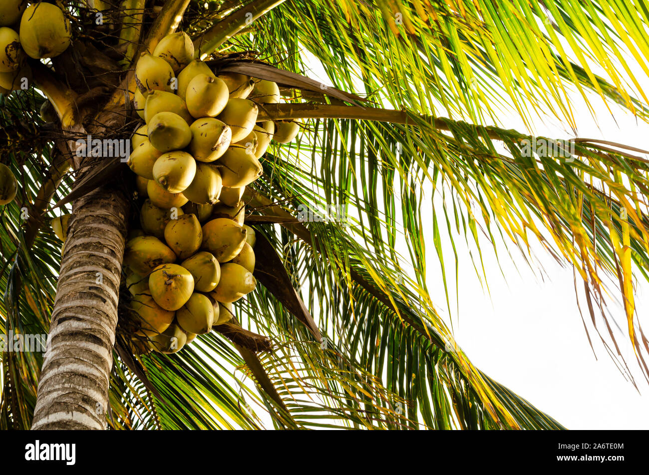 Große Blumensträuße Kokosnüsse neben Baumstamm Stockfoto
