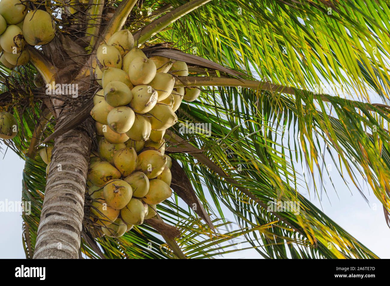 Gelbe Kokosnüsse Stockfoto