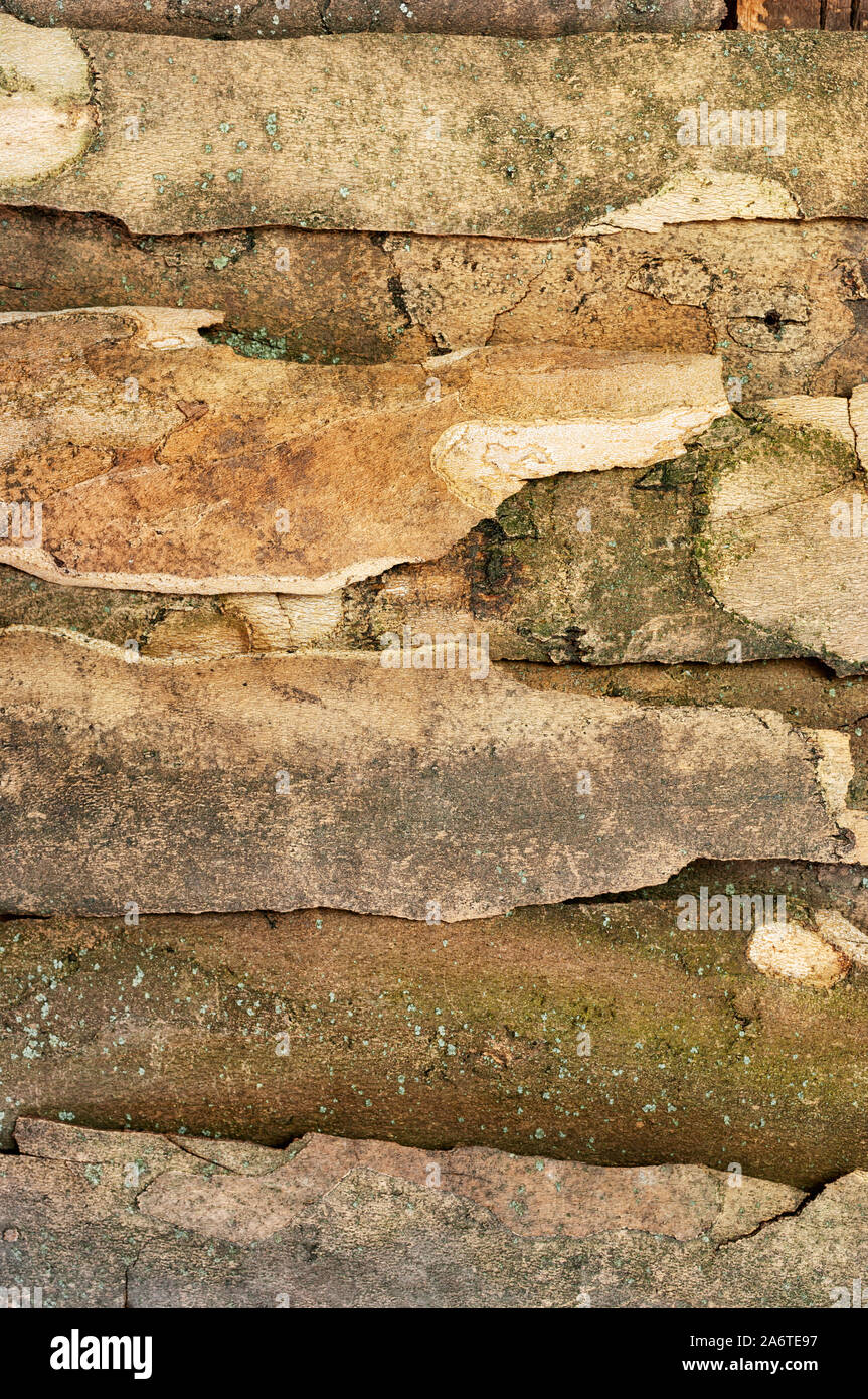 Alte Holz-Textur-Hintergrund Stockfoto