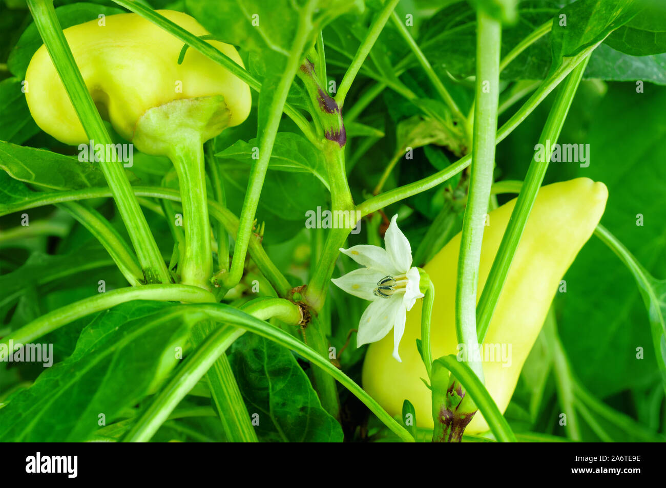 Gelbe Paprika (Paprika) auf einem Weinstock Stockfoto