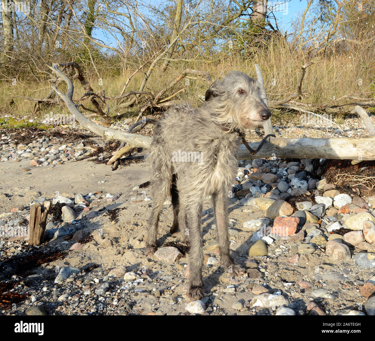 Scottish Deerhound stehend auf einem natürlichen Strand. Stockfoto