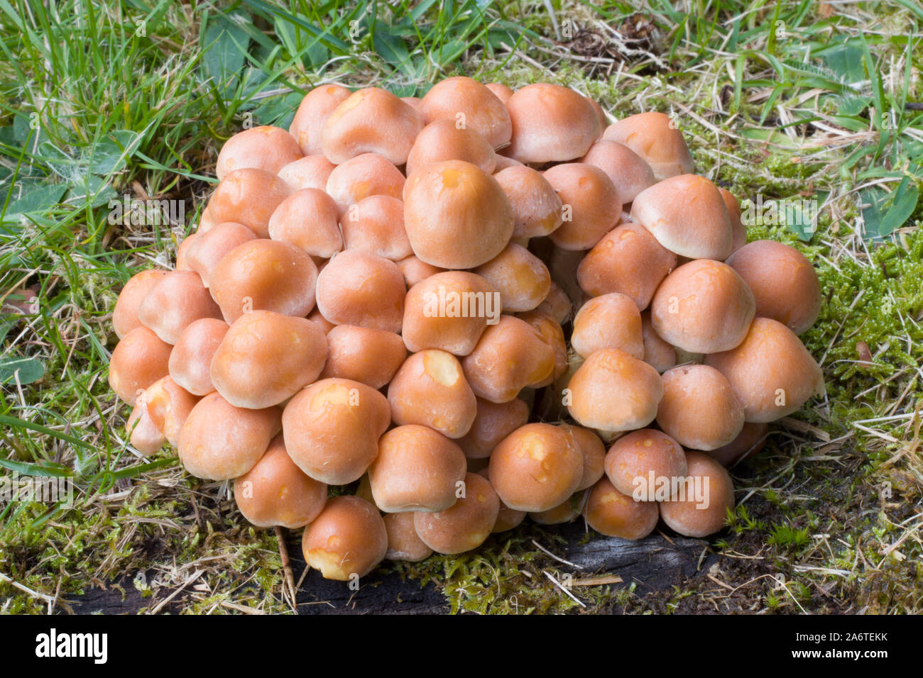 Hypholoma fasciculare (Schwefel Büschel) ist eine gemeinsame woodland Pilz. Eine saprophagic Arten, die in großen Büschel auf Tote oder Faulenden Baumstämmen wächst Stockfoto