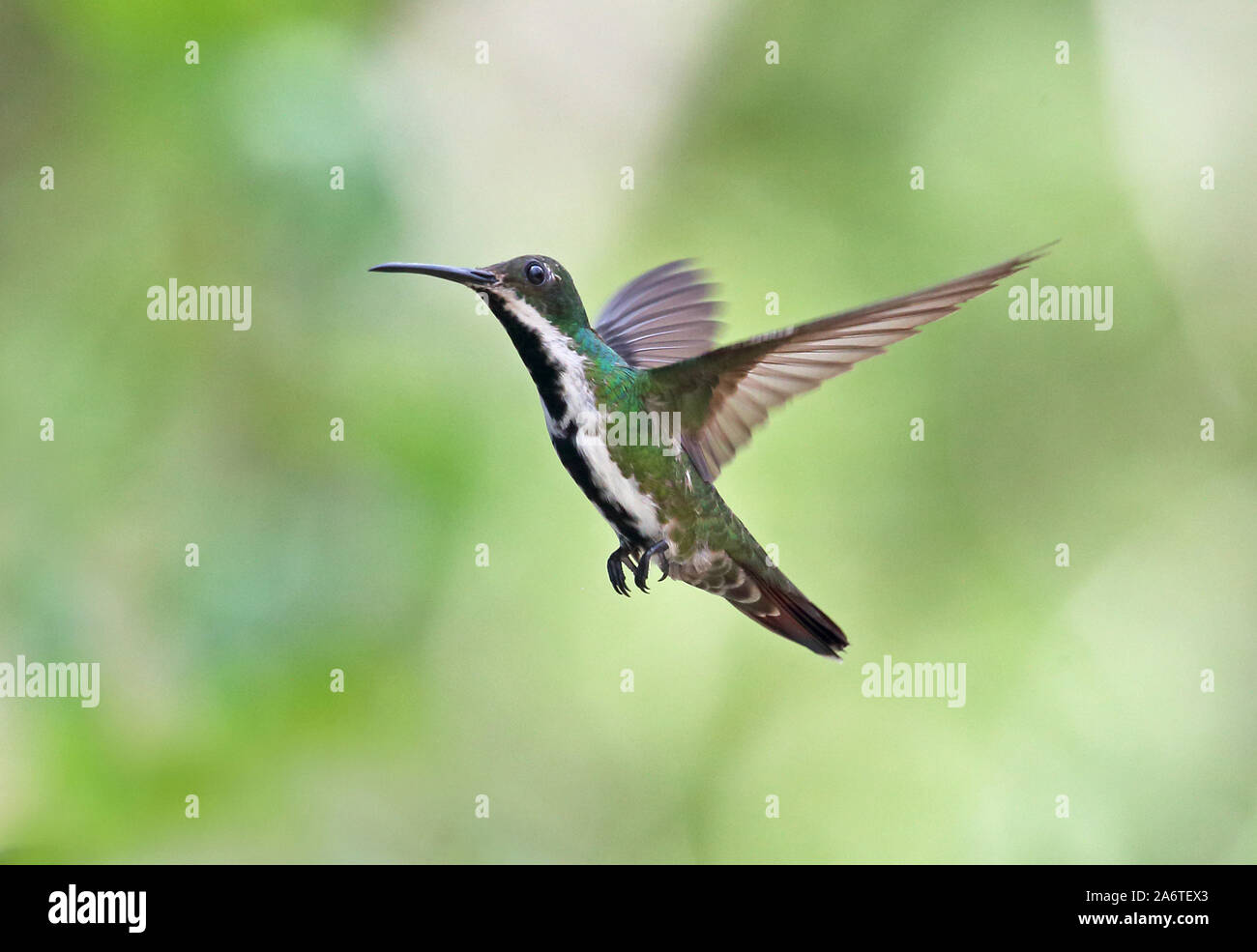 Black-throated Mango (Anthracothothorax nigricollis) erwachsenen weiblichen im Flug Torti, Panama April Stockfoto
