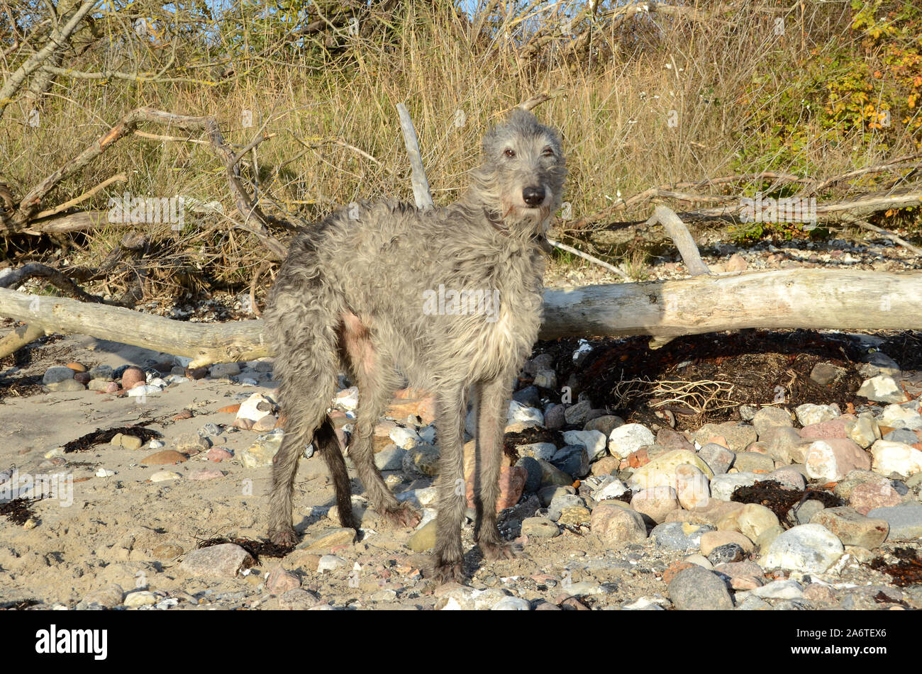 Scottish Deerhound stehend auf einem natürlichen Strand. Stockfoto