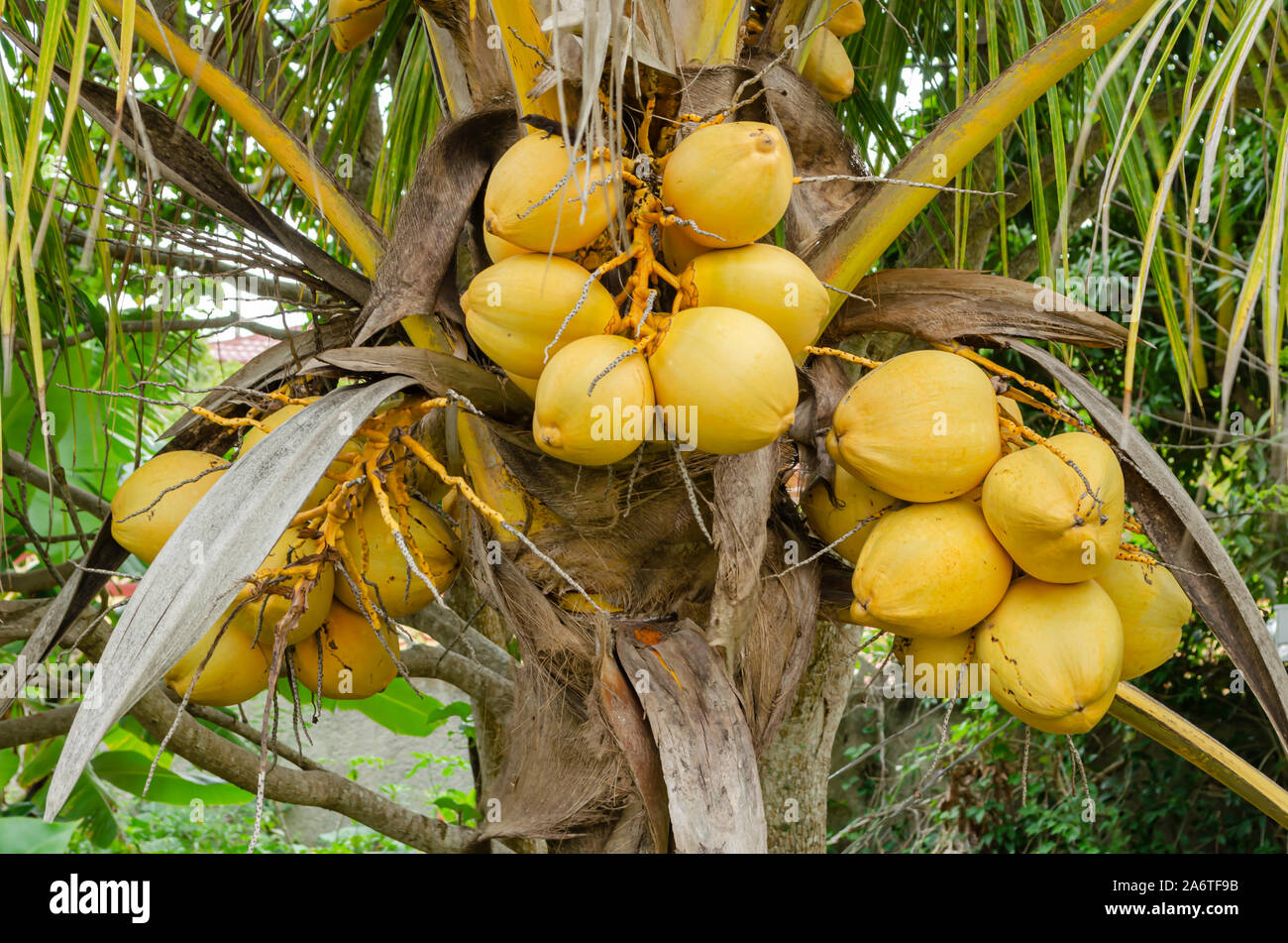 Kokosnüsse am Baum Stockfoto
