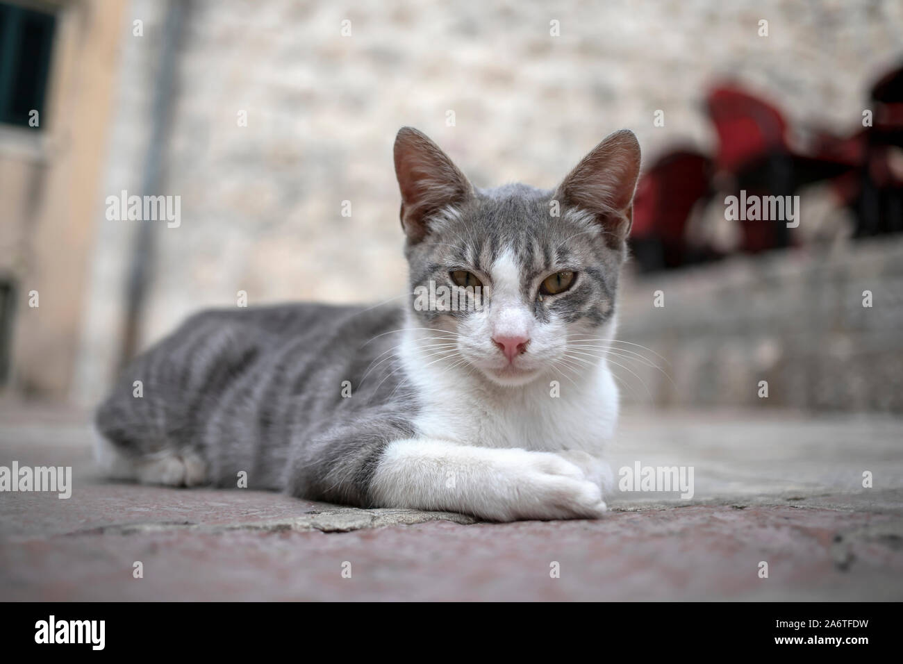 Streunende Katze auf der Straße mit Kopfsteinpflaster Stockfoto