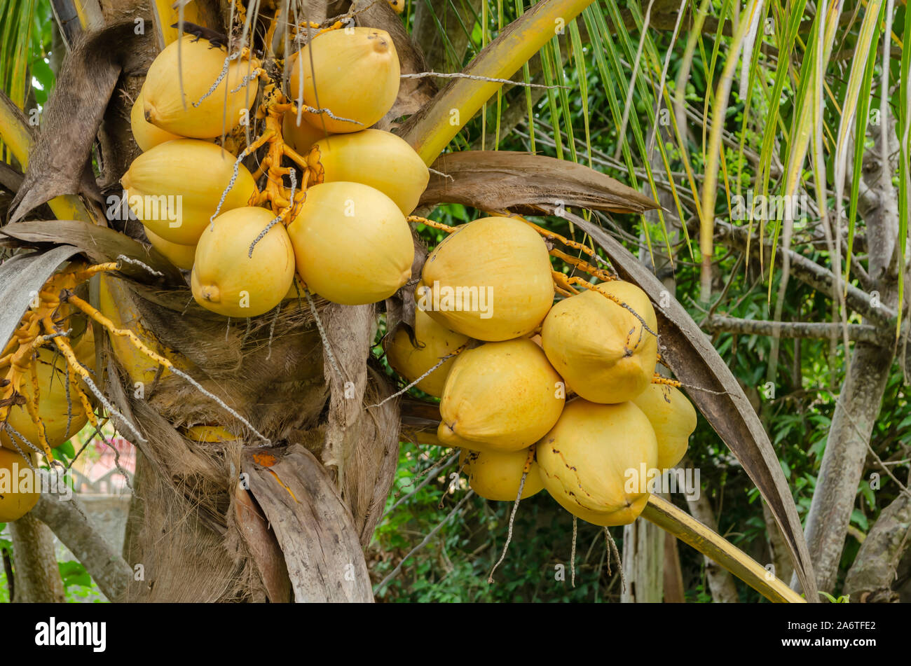 Bündeln der Kokosnüsse Stockfoto
