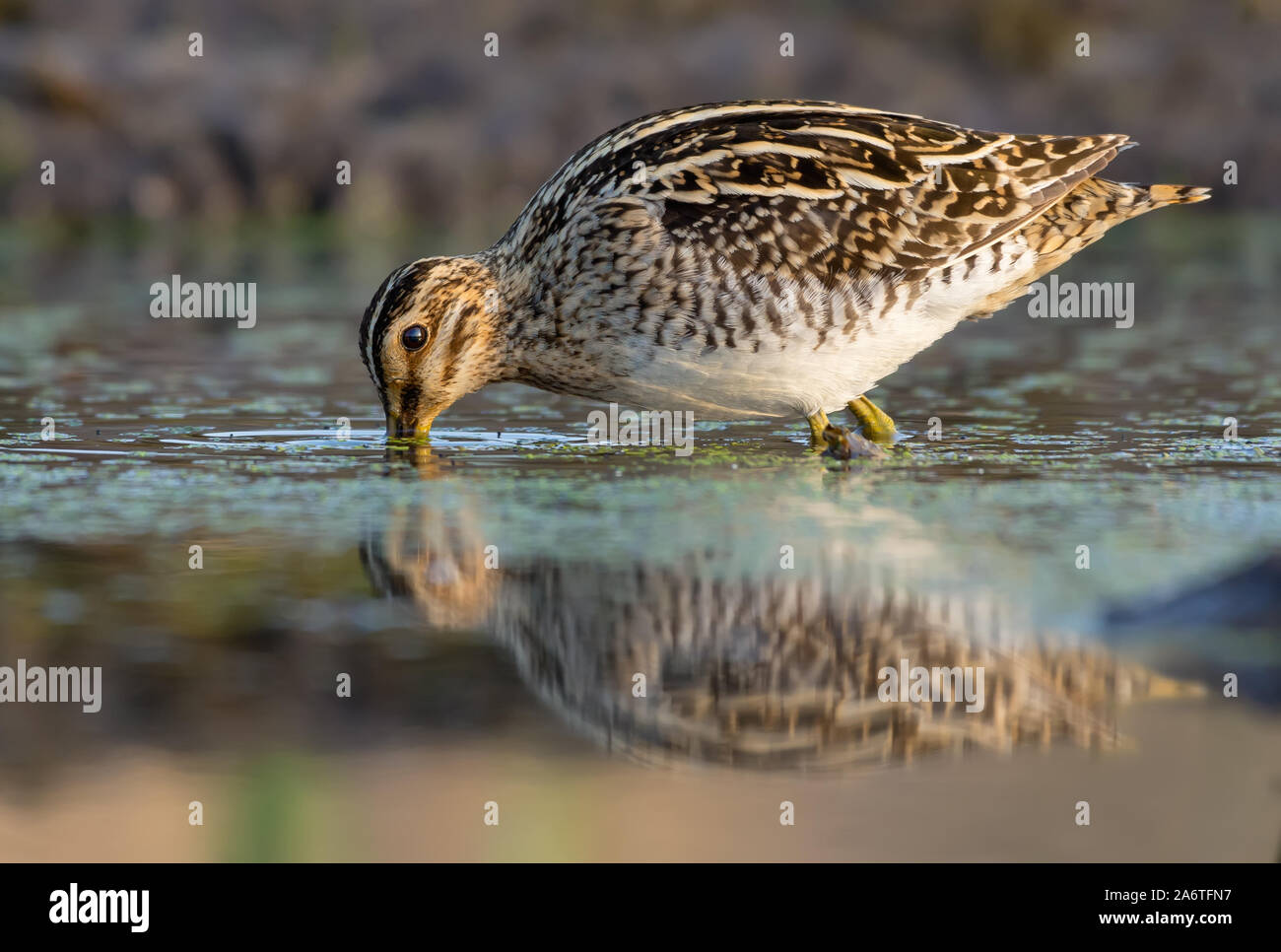 Bekassine Sonden im Wasser und in der Erde unten auf der Suche nach Nahrung im Frühjahr Stockfoto