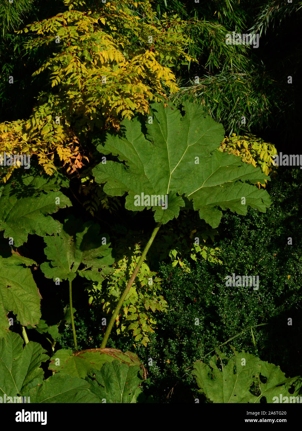 Gunnera/chilenischen Rhabarber Blätter Stockfoto
