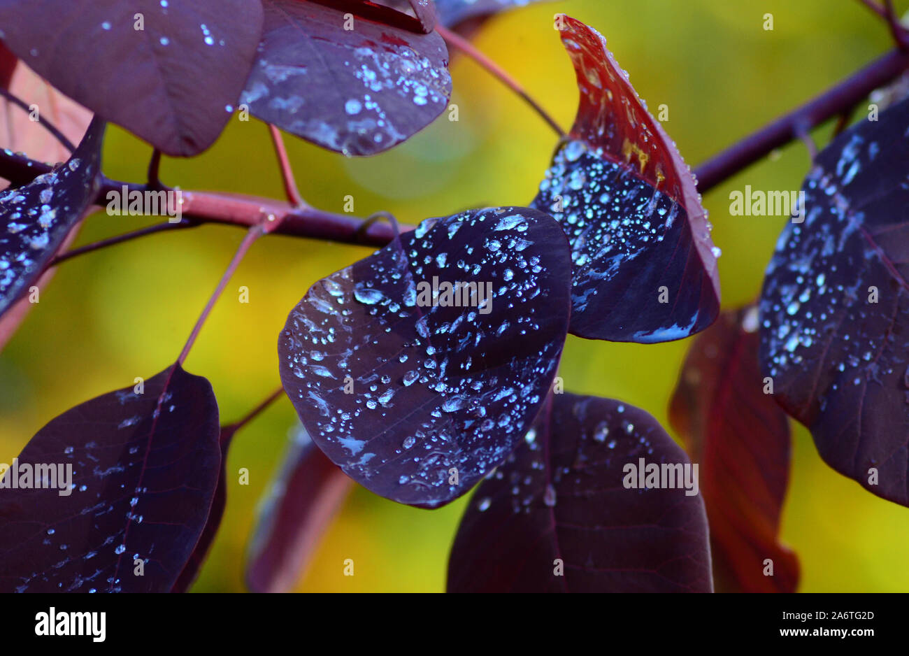 Wassertropfen auf lila Blätter von Smokebush Cotinus coggygria gegen Herbst gelb Hintergrund Stockfoto