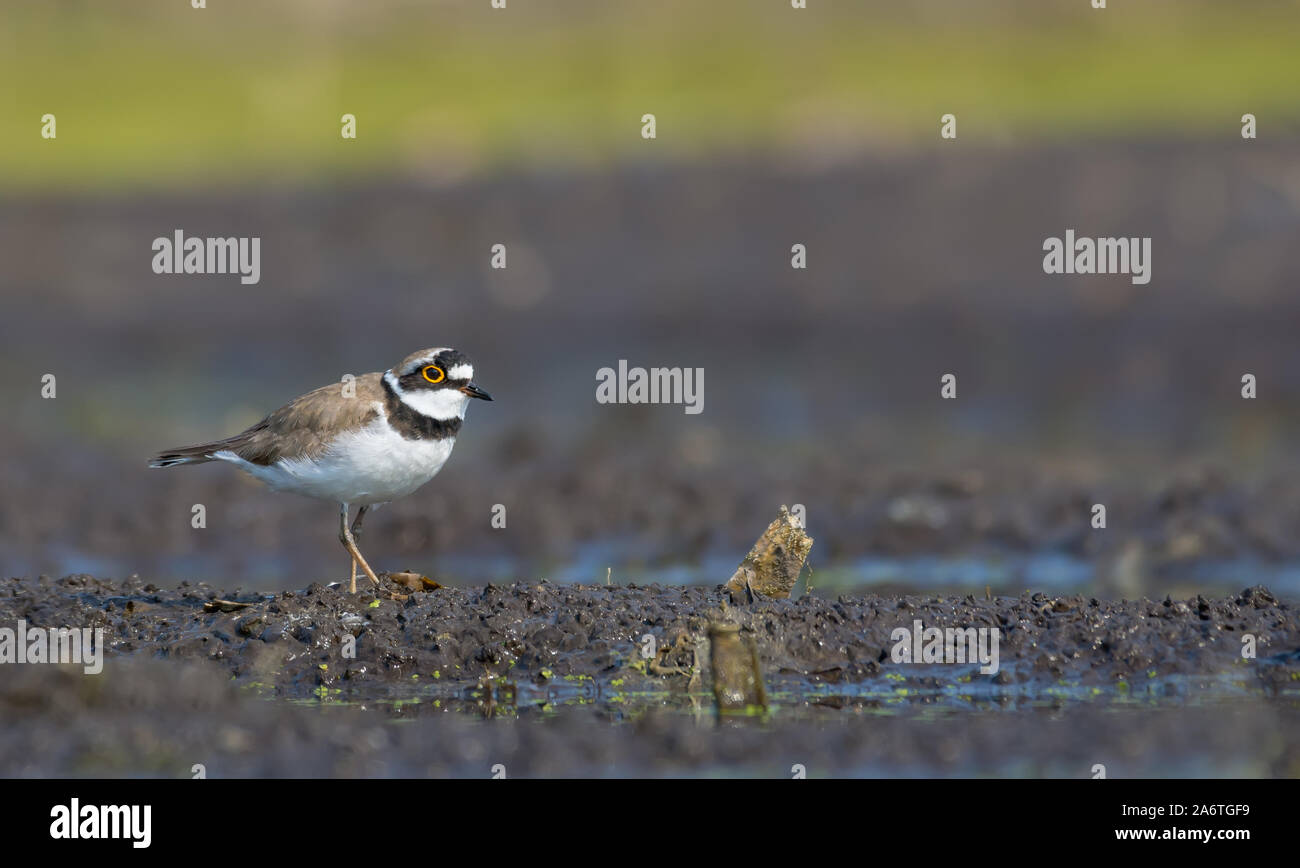 Flussregenpfeifer steht unter nassen schlammigen Land in der Nähe von einem See Stockfoto