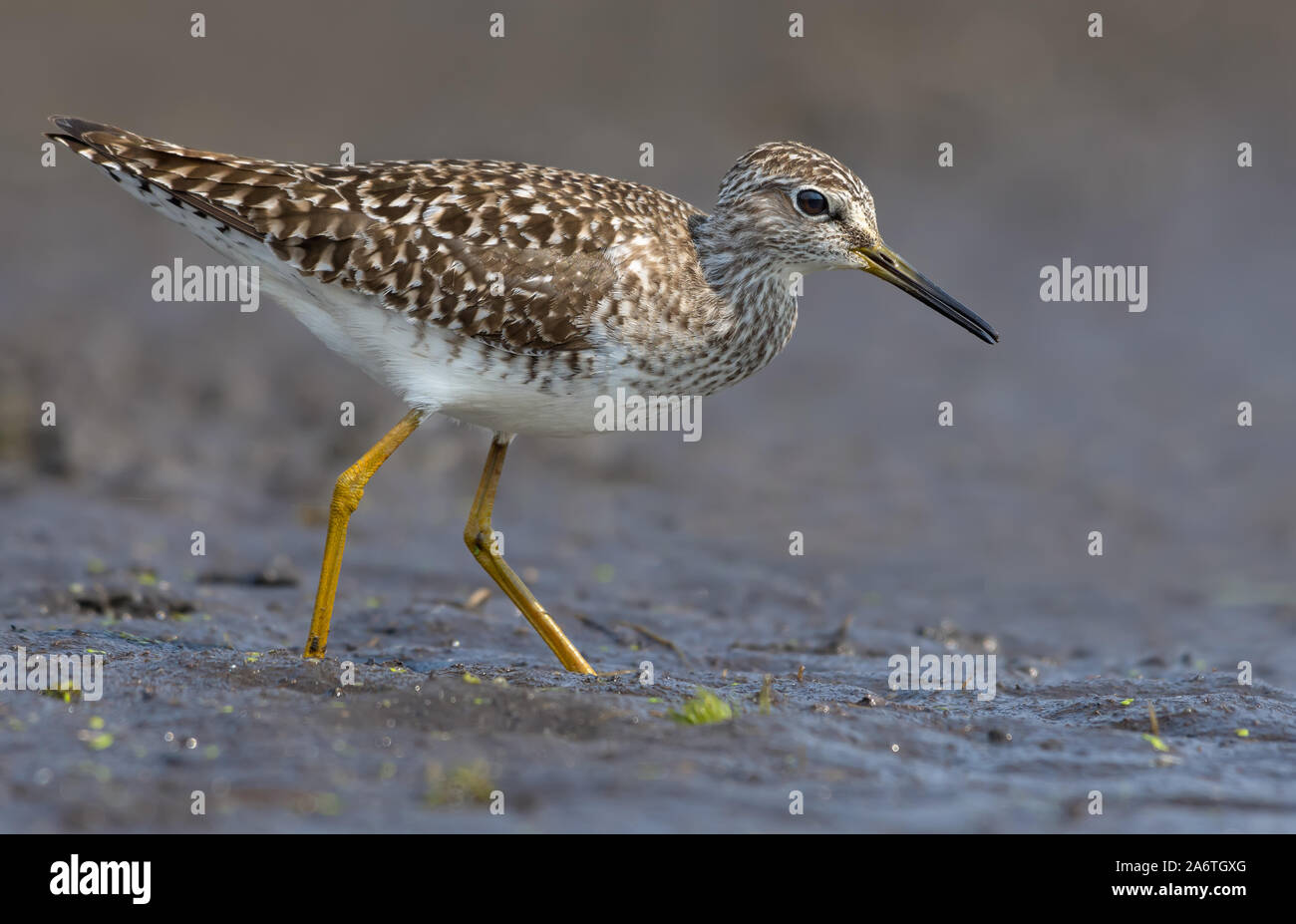 Bruchwasserläufer auf der Suche nach Nahrung in den feuchten schlammigen Böden Stockfoto