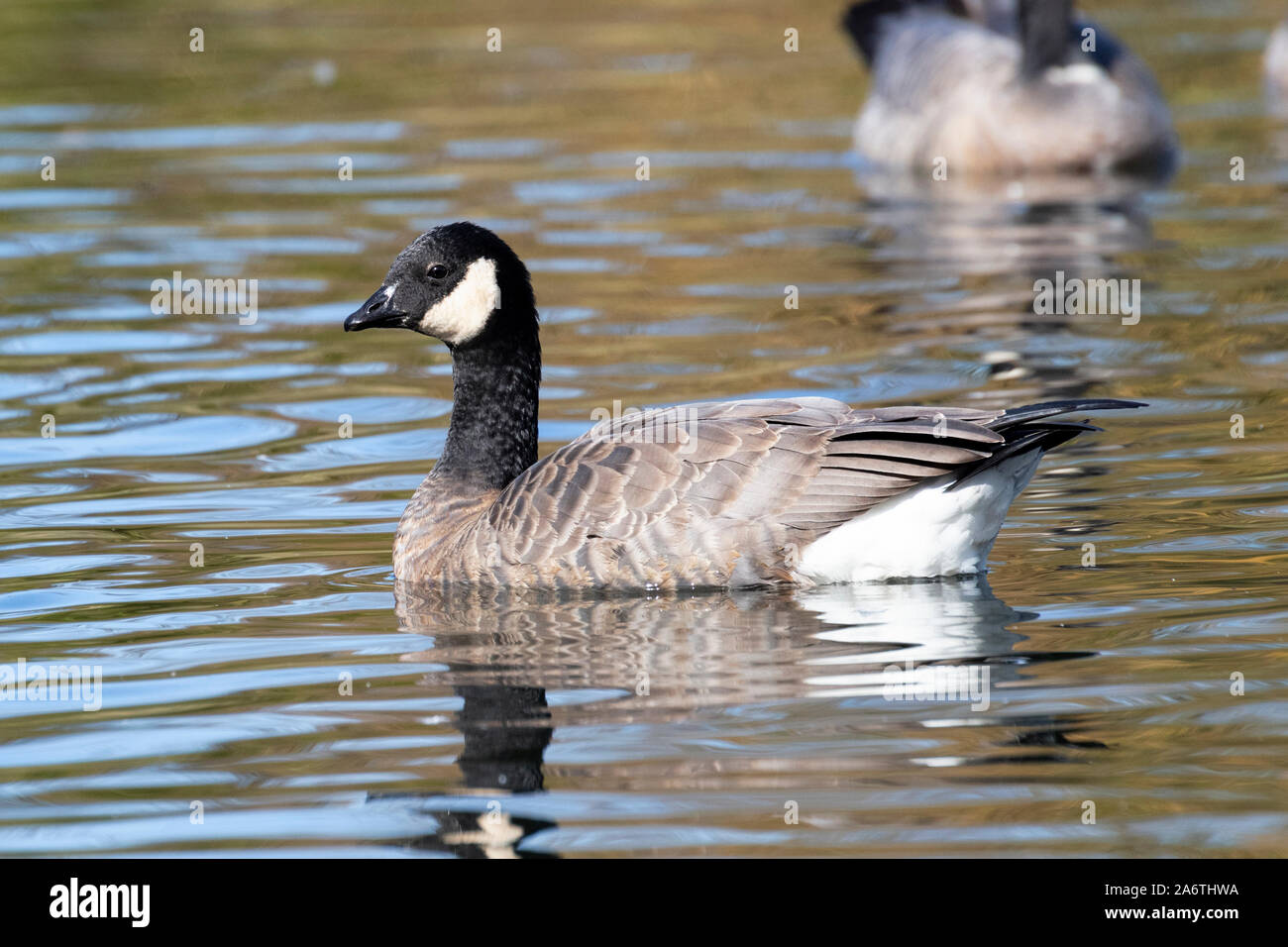 Gackern Gans, eine kleinere Version der Kanadagans, bei Delta BC Kanada Stockfoto