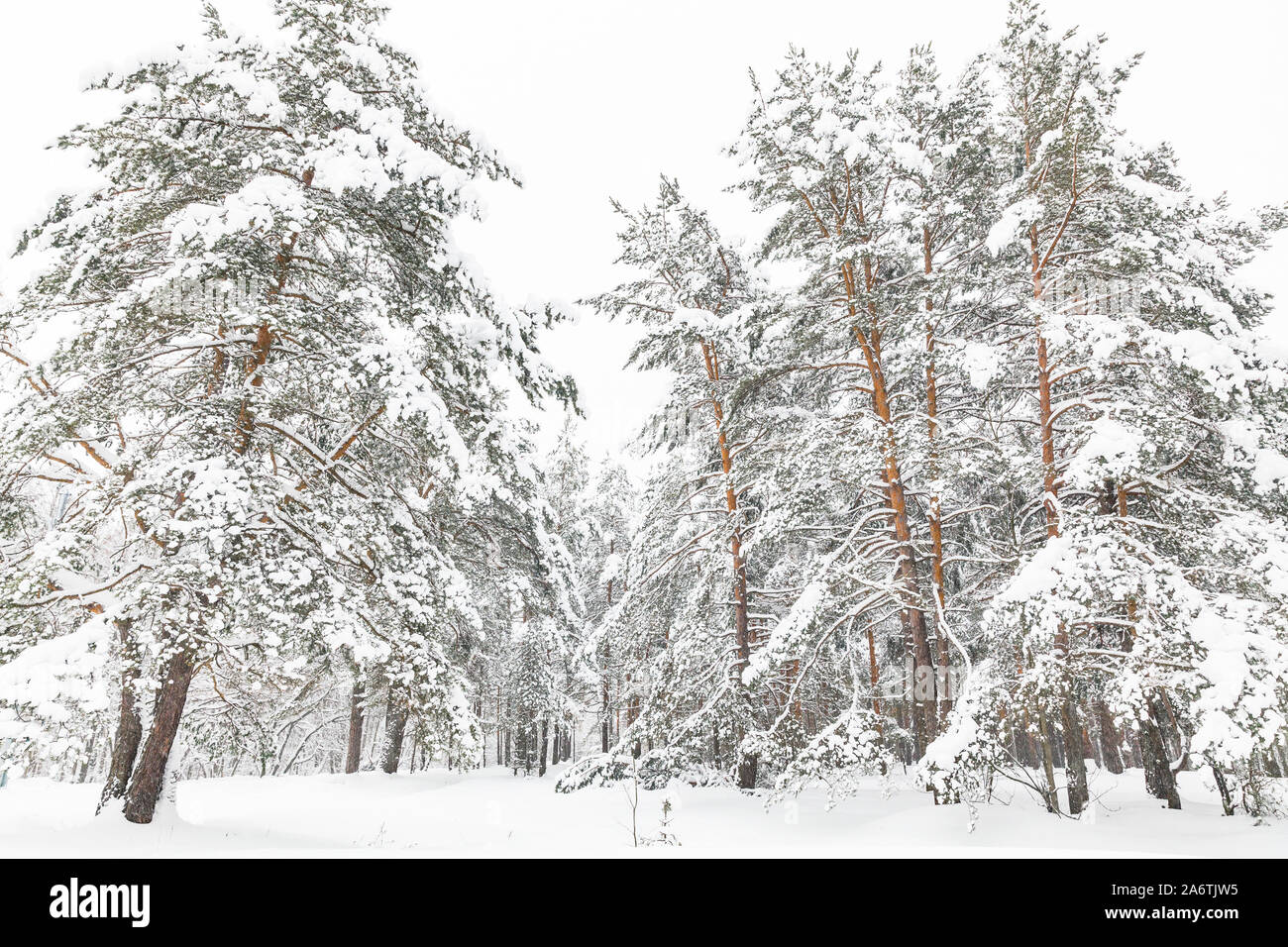 Snowy White Wald mit gefrorenen Pinien, natürliche Winterlandschaft. Hintergrund Foto Stockfoto