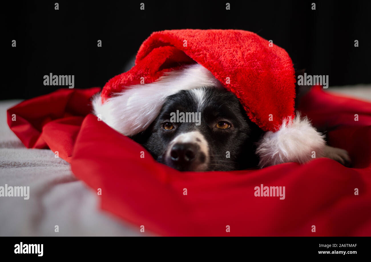 Eine liebevolle Border Collie Welpen entspannt sich zwischen den roten und weißen Laken mit dem Weihnachtsmann hat Stockfoto