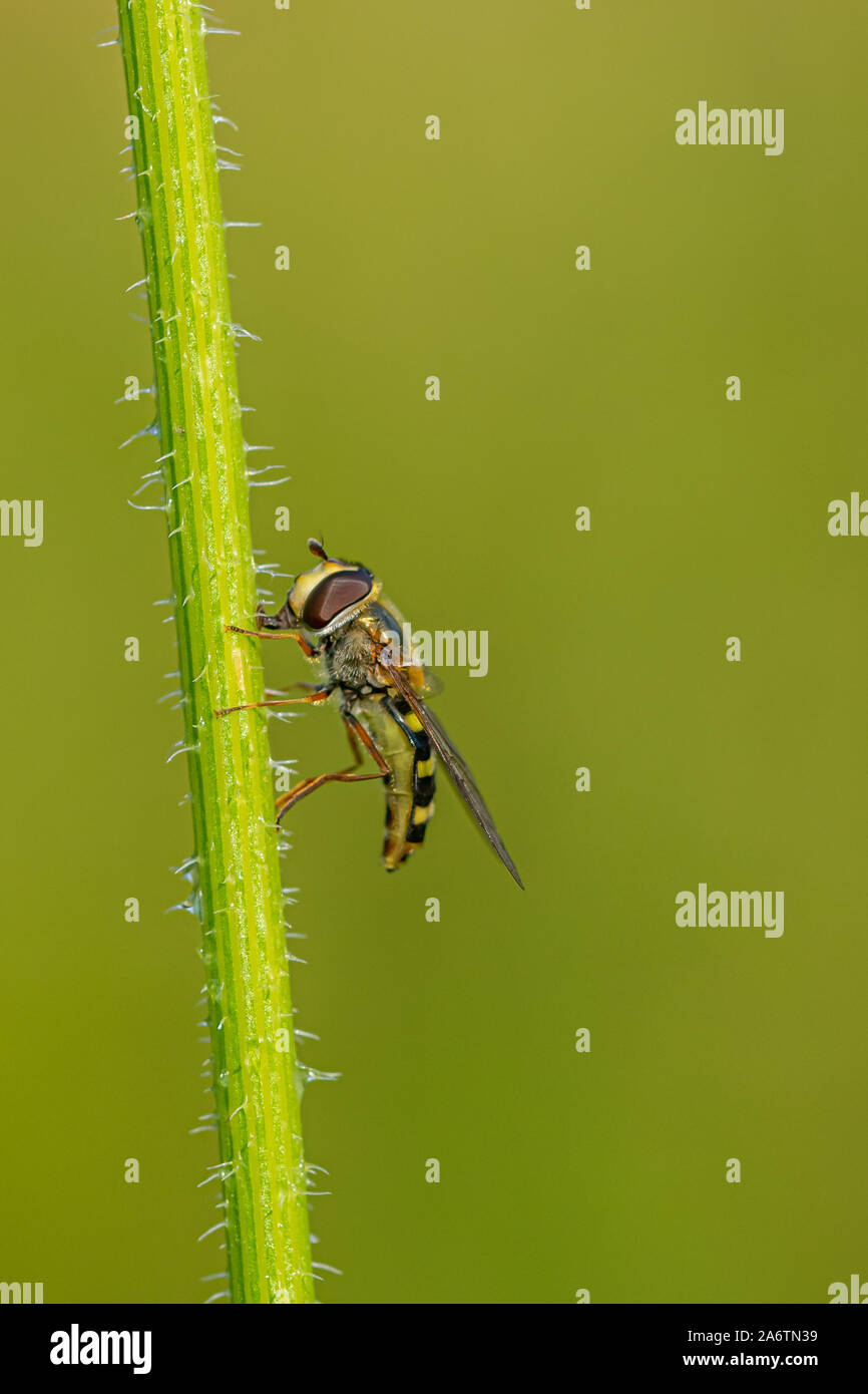 Männliche sphaerophoria Scripta (lange Hoverfly) Stockfoto