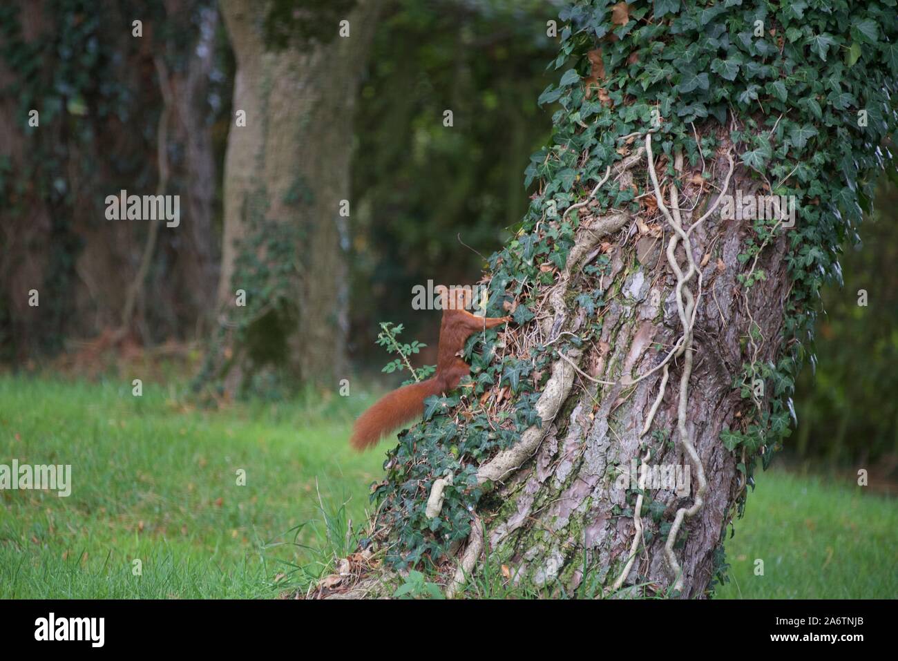 Eurasisches Rothörnchen (Sciurus vulgais): Ein einziger Erwachsener steigt einen mit Efeue bedeckten Kiefernbaum auf Stockfoto