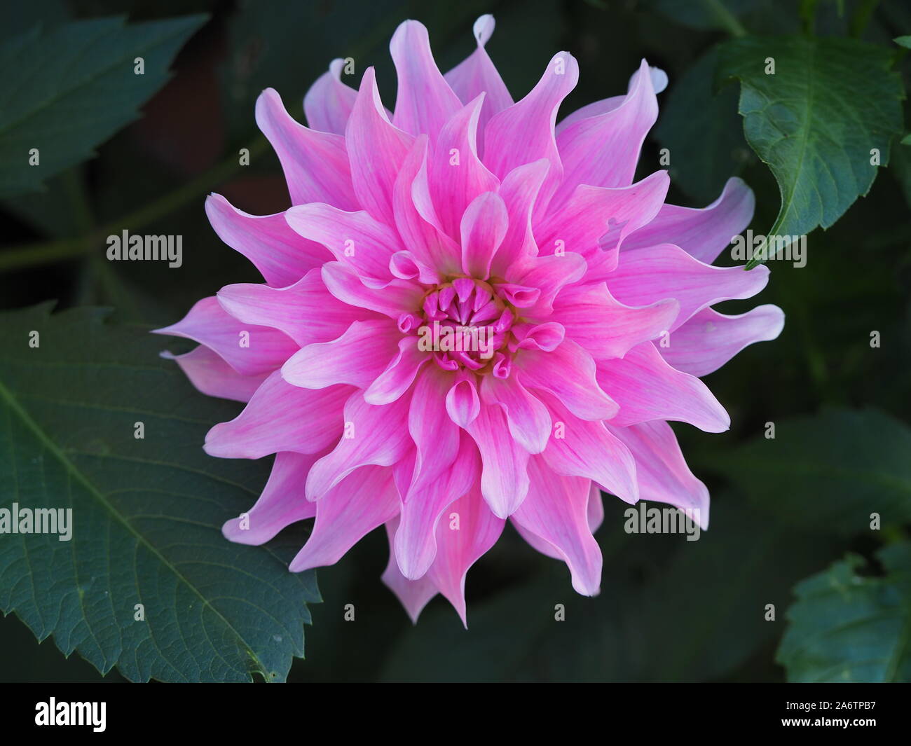 Dahlia bin ayan Pearl'; eine beautuful hellrosa Sorte mit geformter Petalen bei Chenies Manor im Spätsommer. Stockfoto