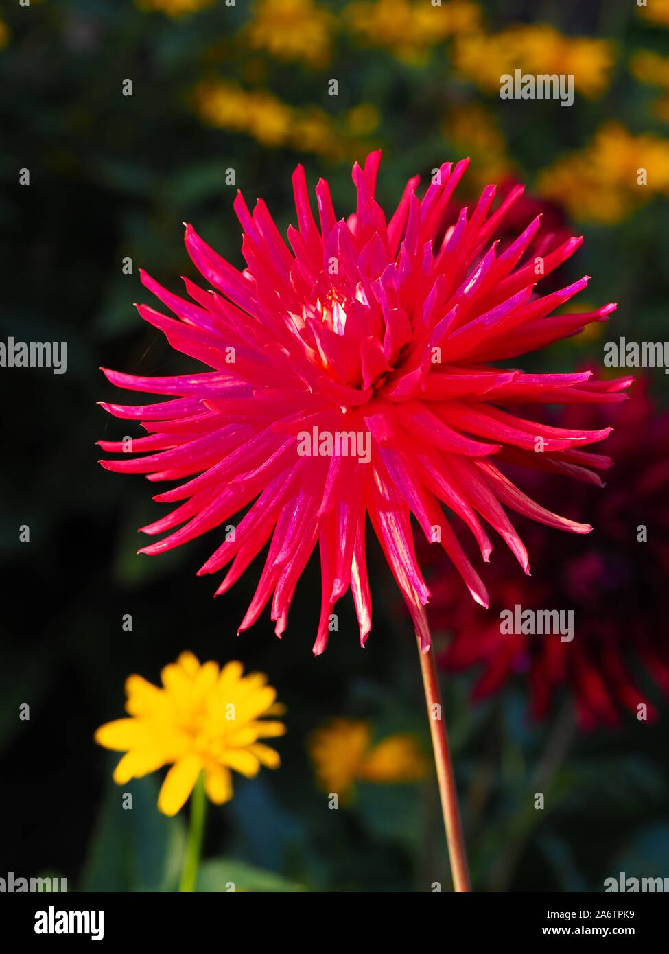 Cactus Vielzahl von Dahlia bei Chenies. Strong pink, stacheligen Blüten mit einem Hauch von Purpur an der Spitze in voller Sonnenschein. Gelb krautigen Astern in Abstand. Stockfoto