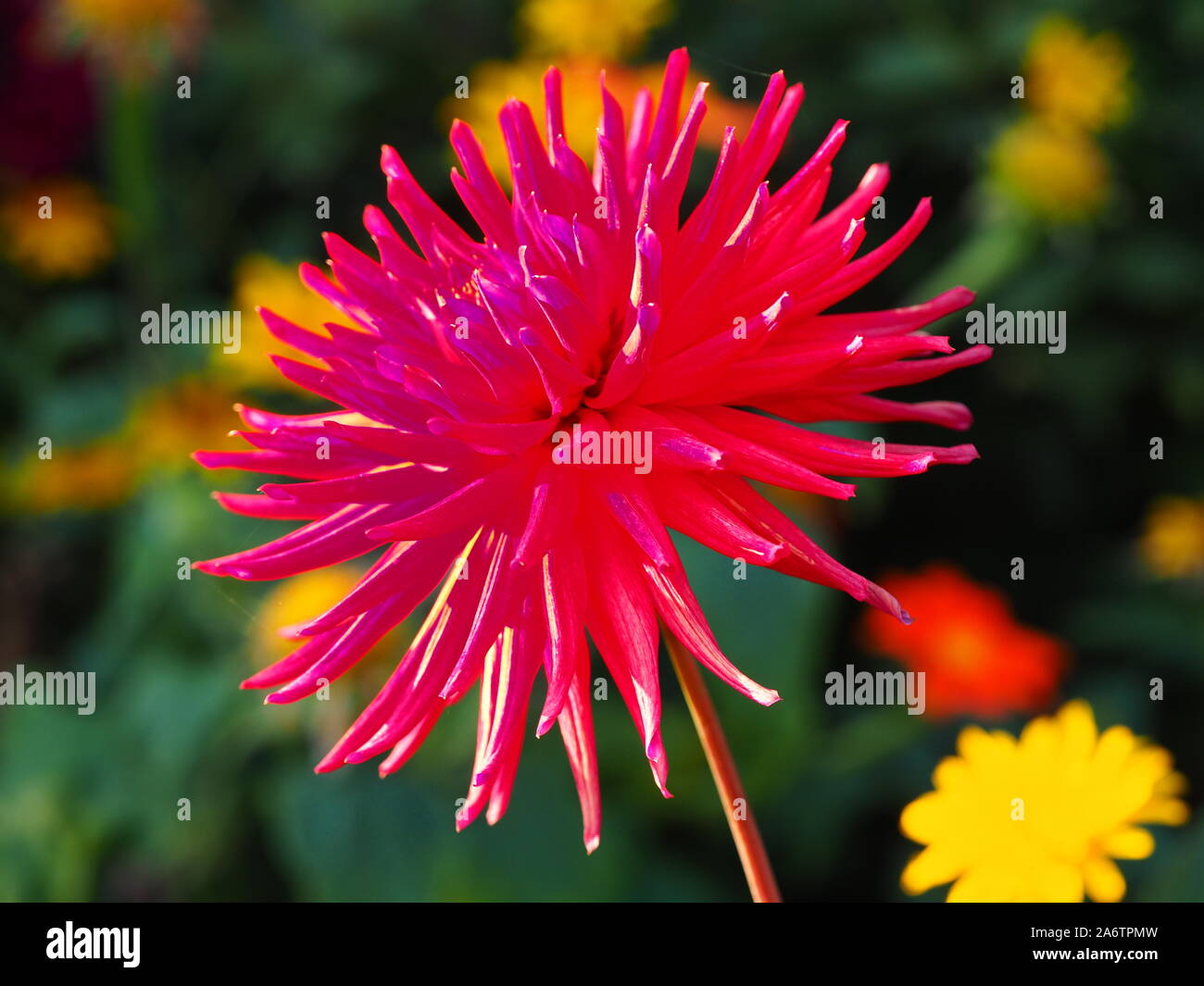 Cactus Vielzahl von Dahlia bei Chenies. Strong pink, stacheligen Blüten mit einem Hauch von Purpur an der Spitze in voller Sonnenschein. Gelb krautigen Astern in Abstand. Stockfoto