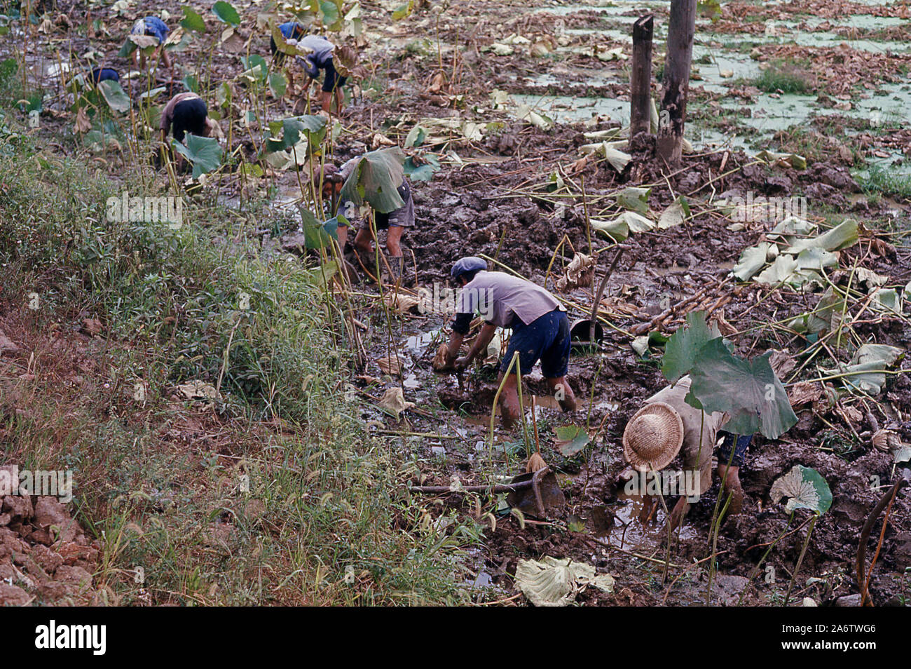 1960er Jahre, historische, erwachsene Arbeiter stehen auf nassdurchnässten Feldern. Stockfoto