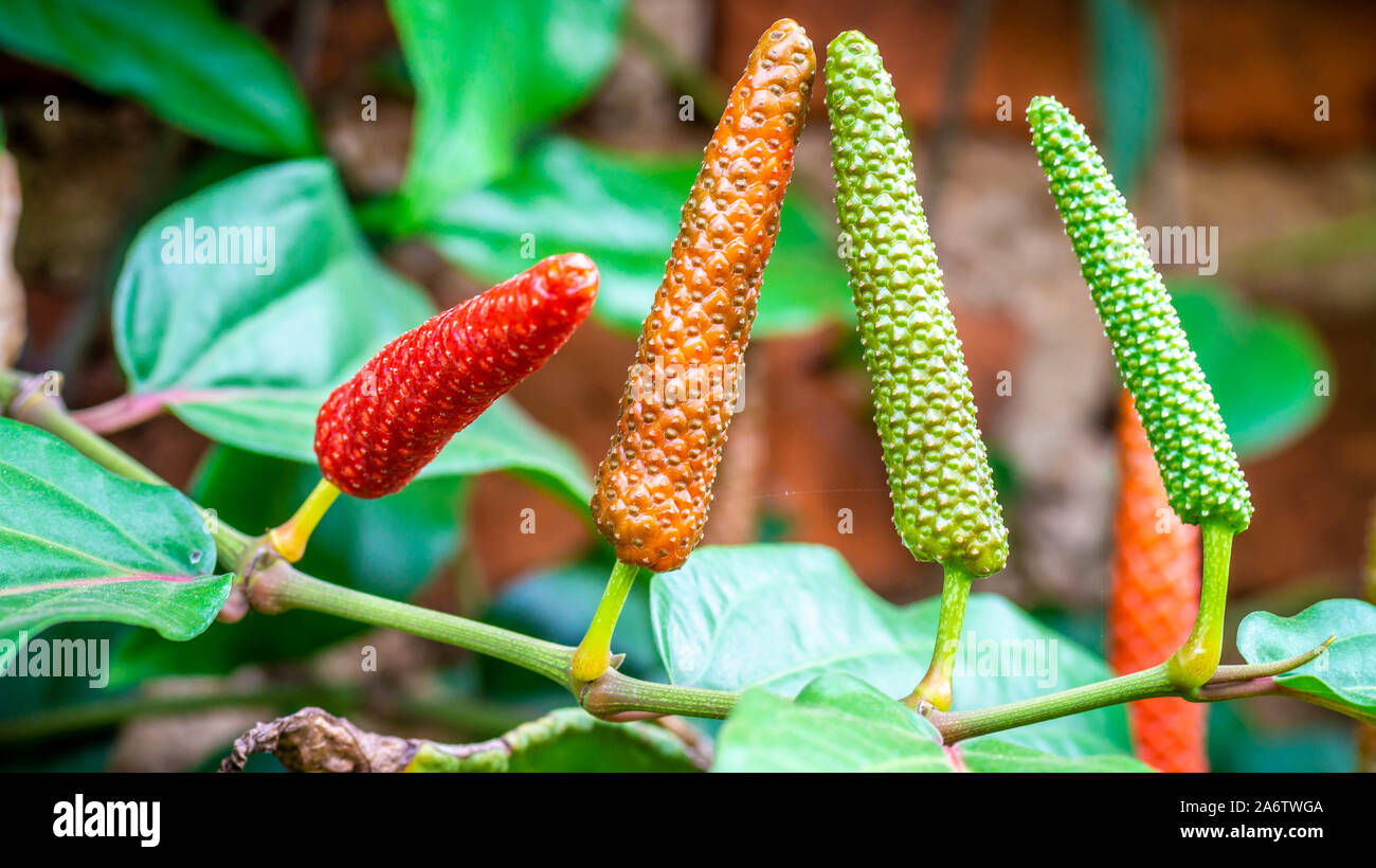 Piper Retrofractum oder Javanischen Chili Frucht mit brillanten Farben. Diese Anlage ist für medizinische Zwecke verwendet Stockfoto
