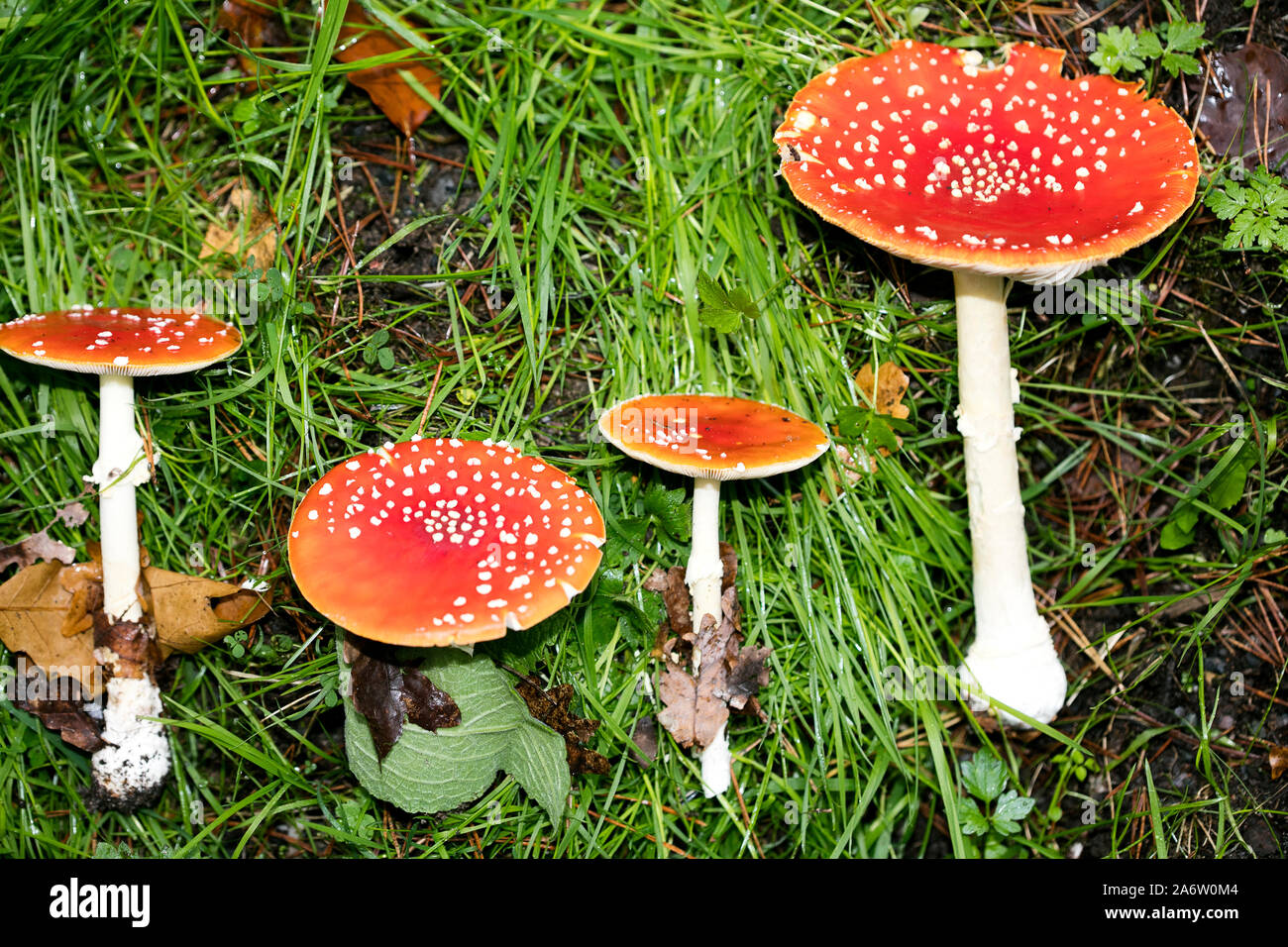 Magic Mushroom Amanita muscaria Makro Hintergrund 50 Megapixel Stockfoto